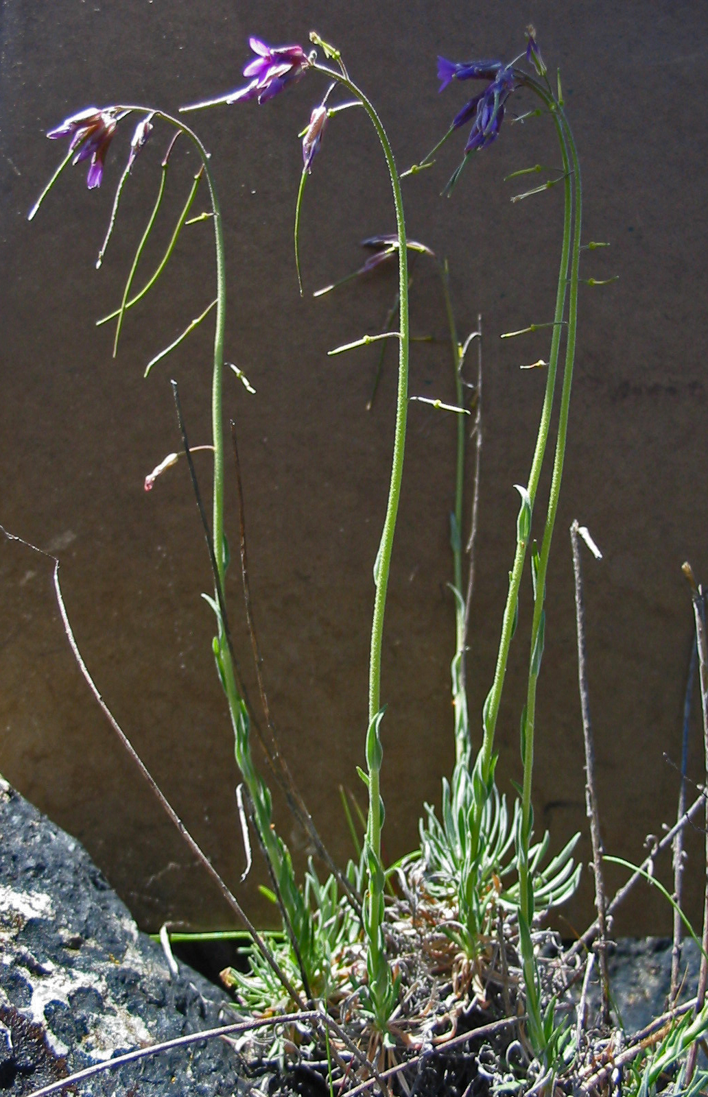 <i>Boechera koehleri</i>; Koehler's Rockcress