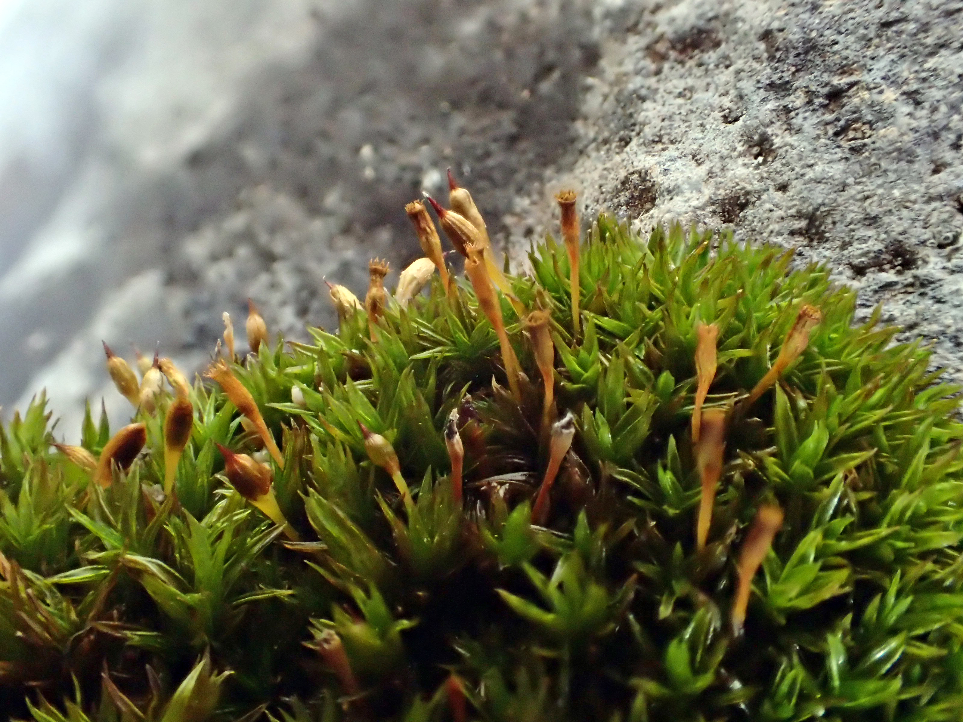 <i>Orthotrichum holzingeri</i>