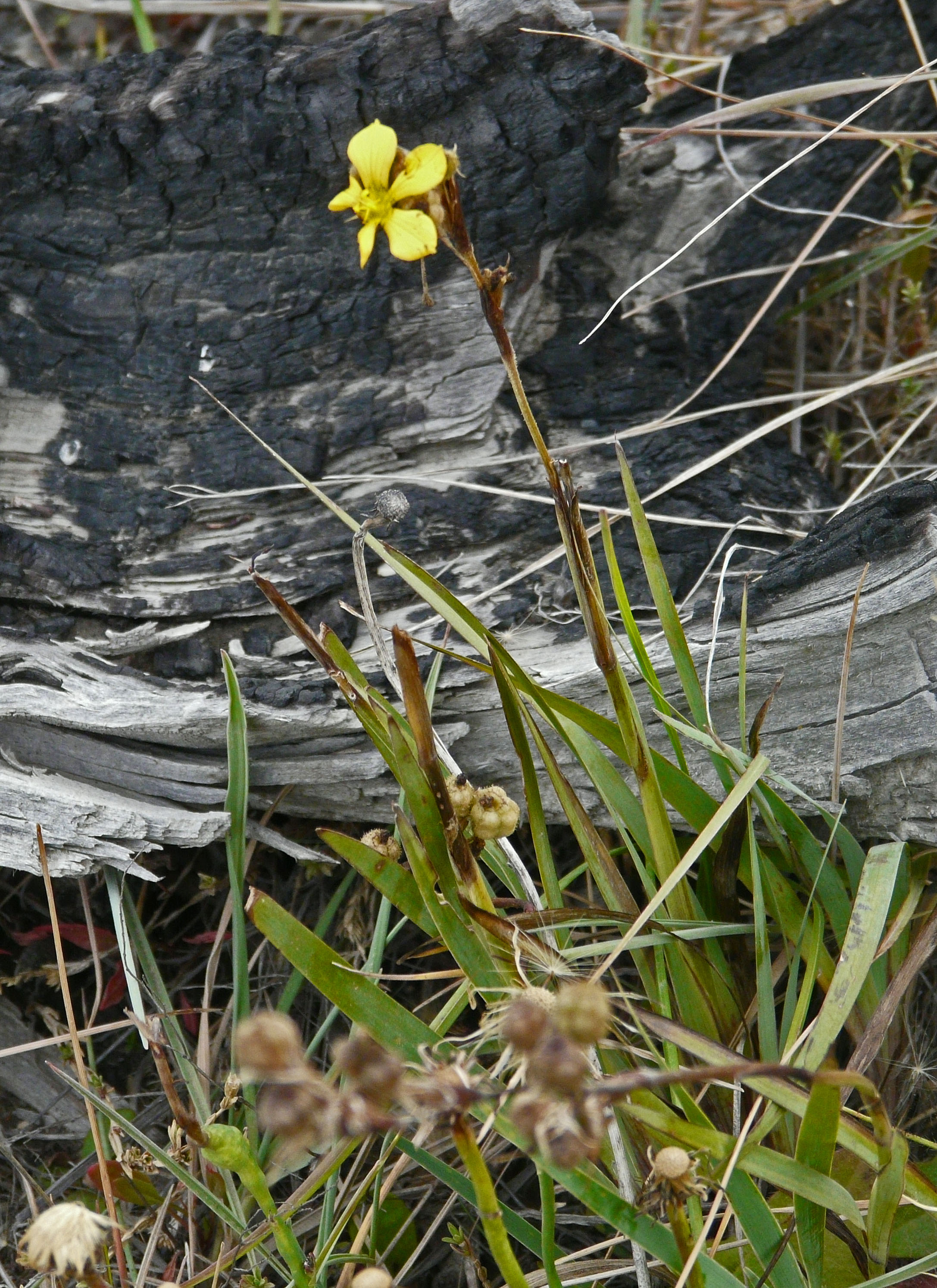 <i>Sisyrinchium arenarium</i>; Yellow-eyed Grass