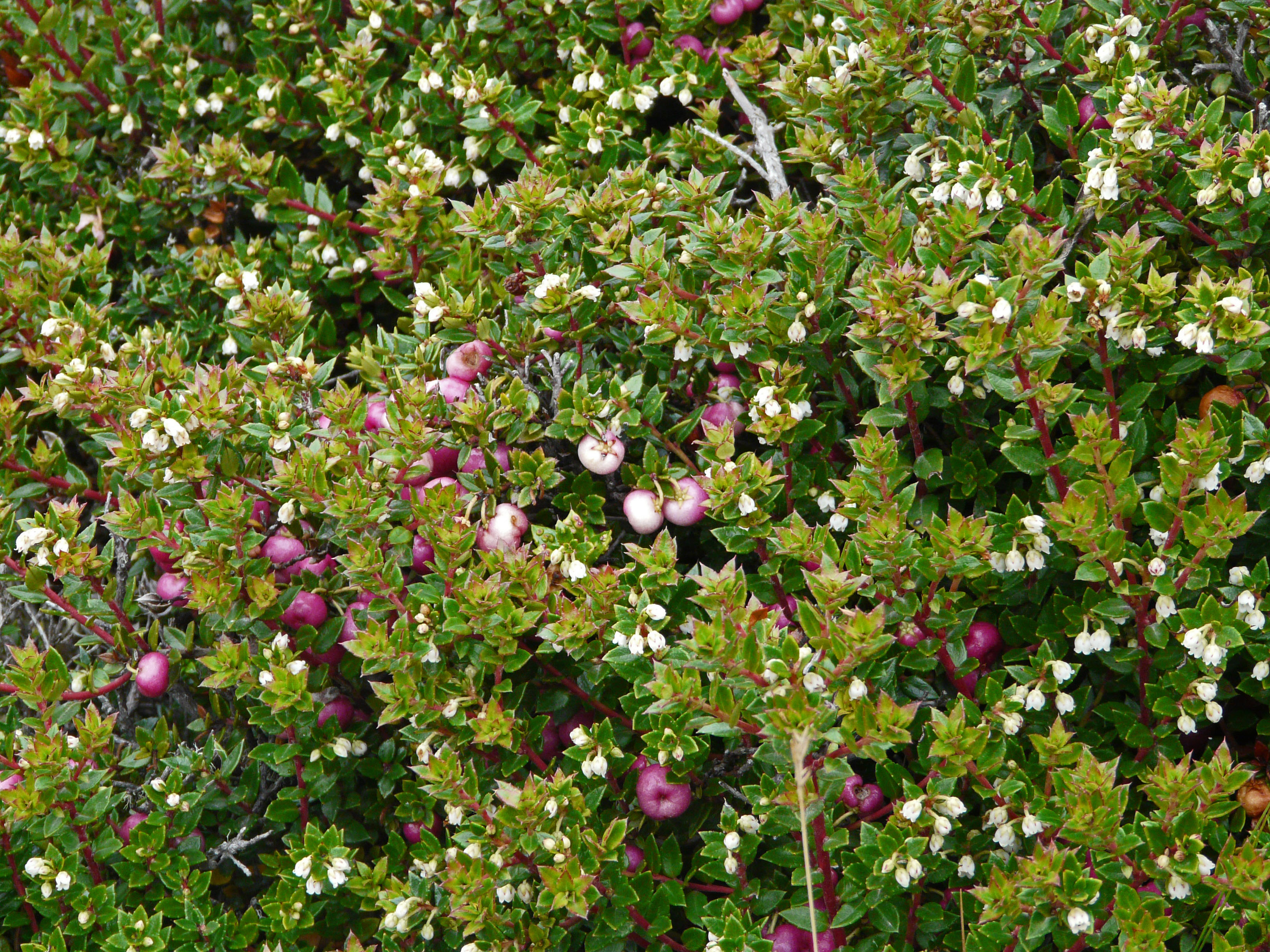 <i>Gaultheria mucronata</i>; Prickly Heath