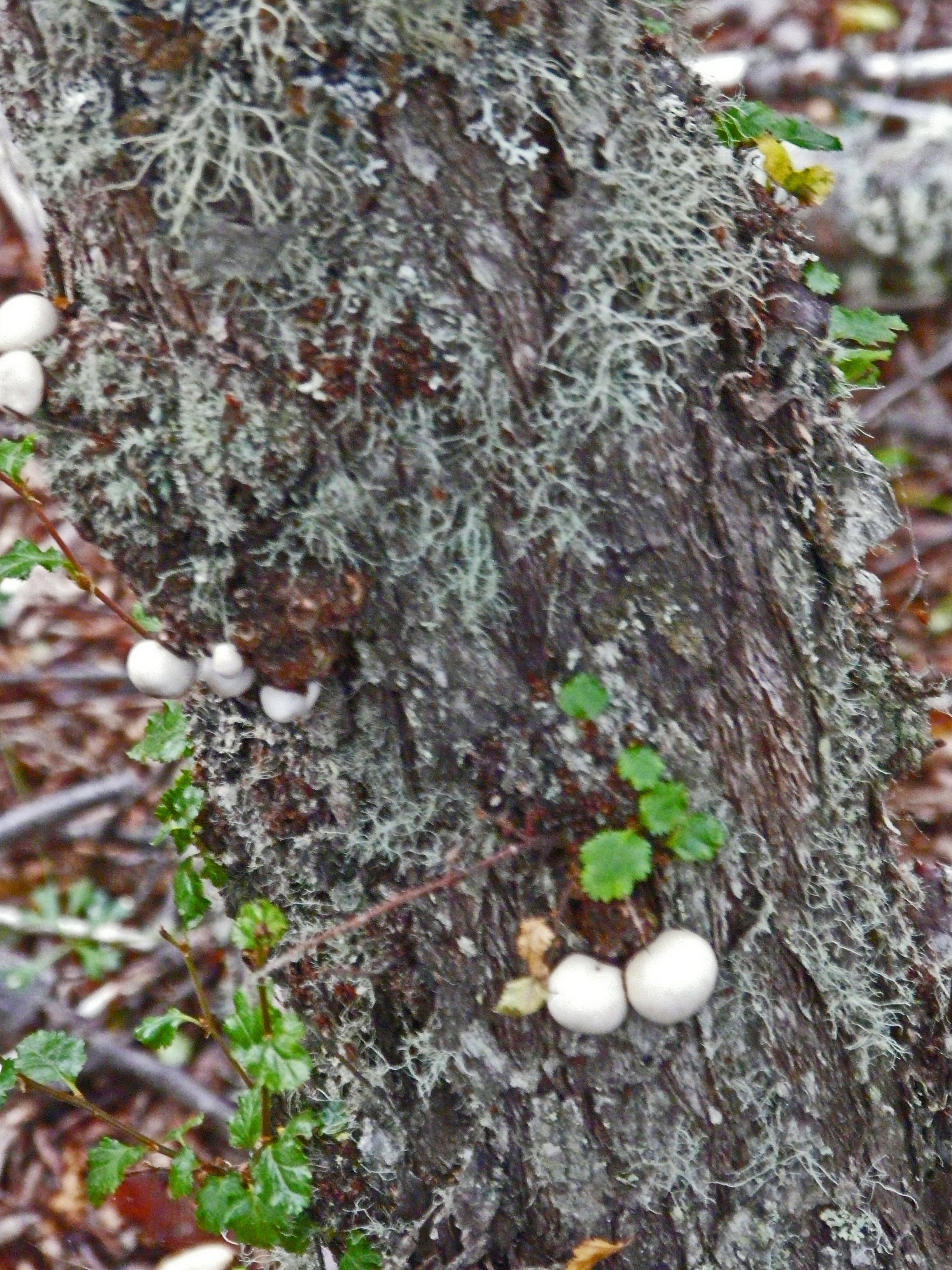 <i>Cyttaria darwinii</i>; Darwin's Fungus