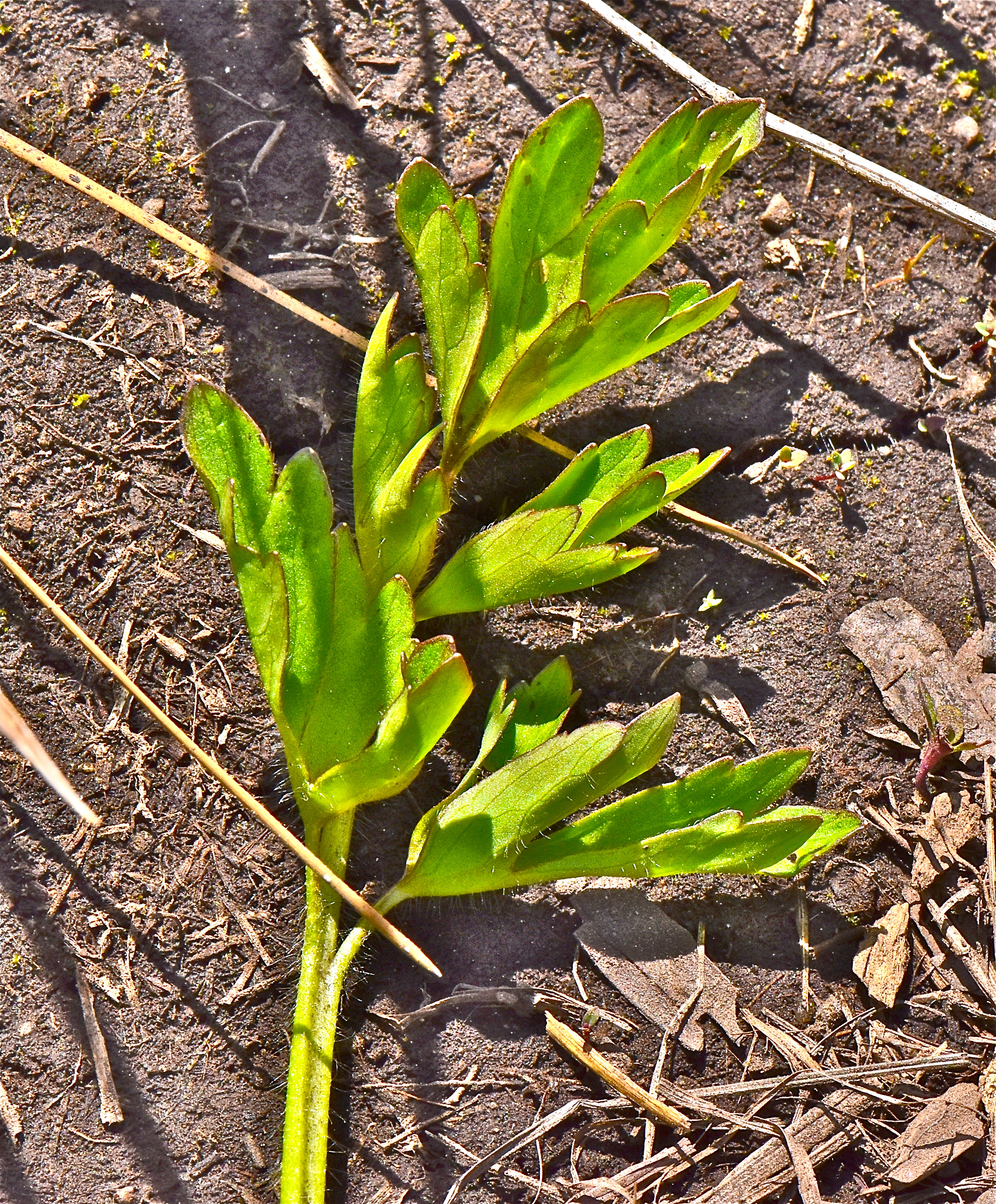 <i>Potentilla drummondii</i>