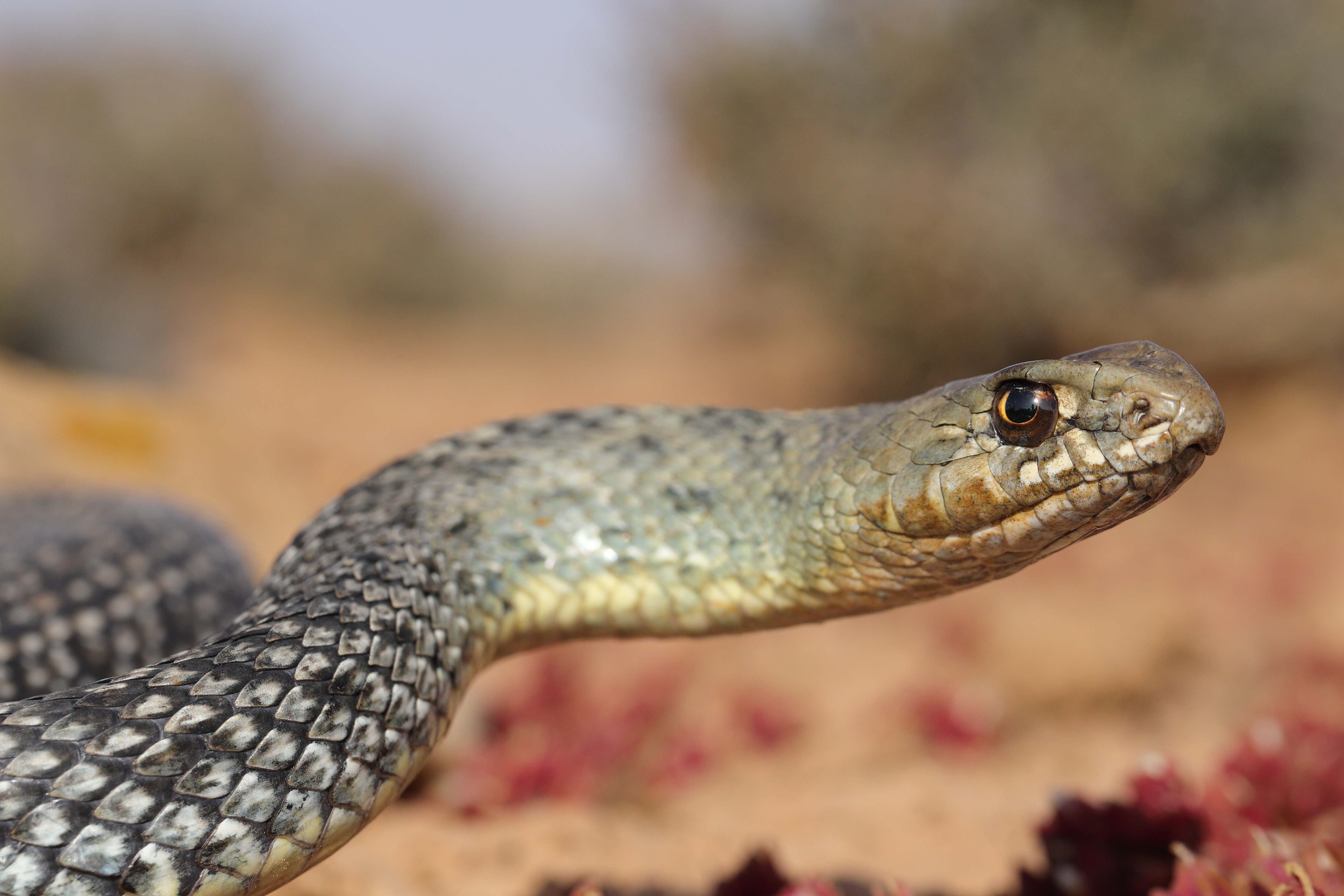 <i>Malpolon monspessulanus</i>; Montpellier Snake