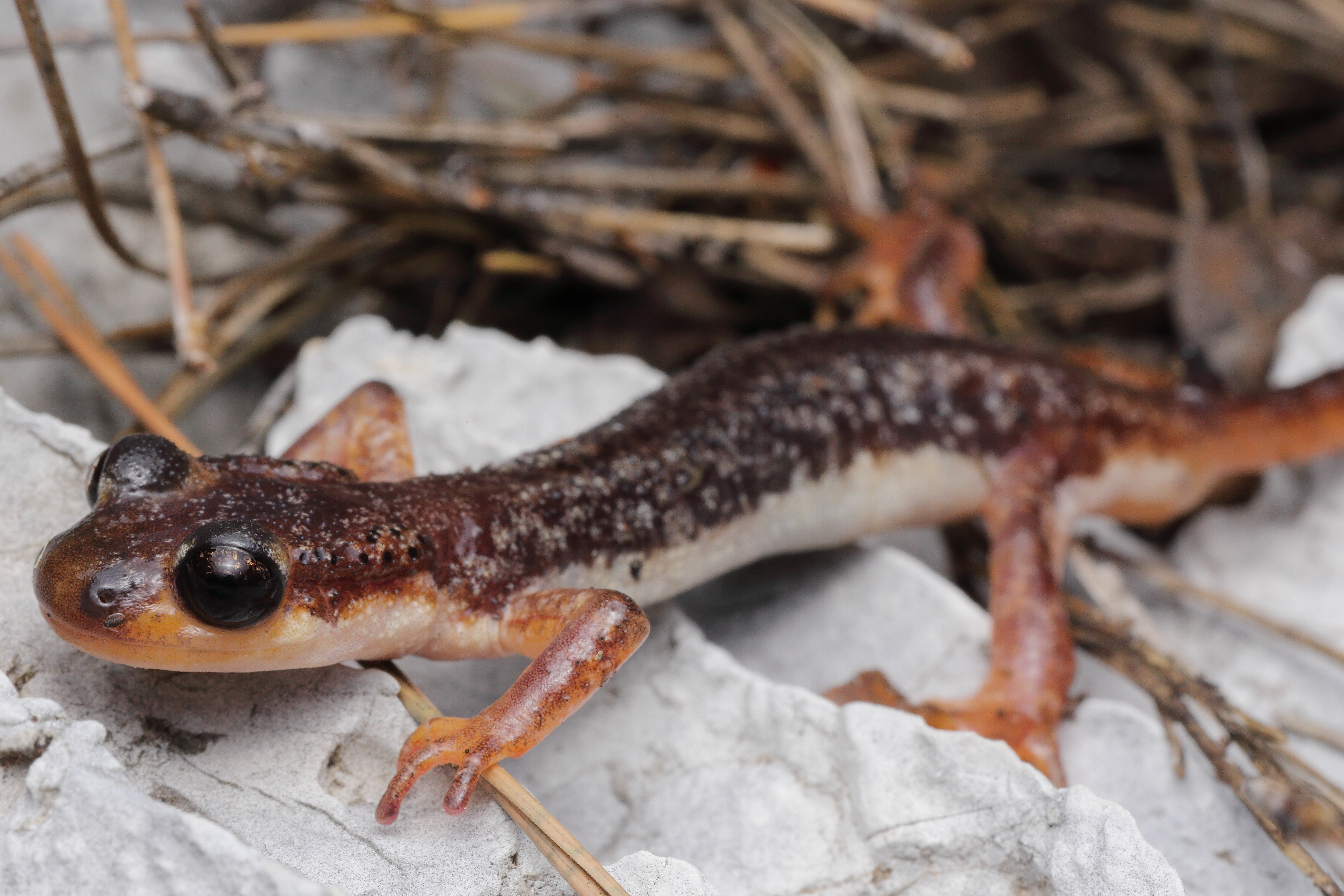 <i>Lyciasalamandra billae</i>; Lycian Bay Salamander