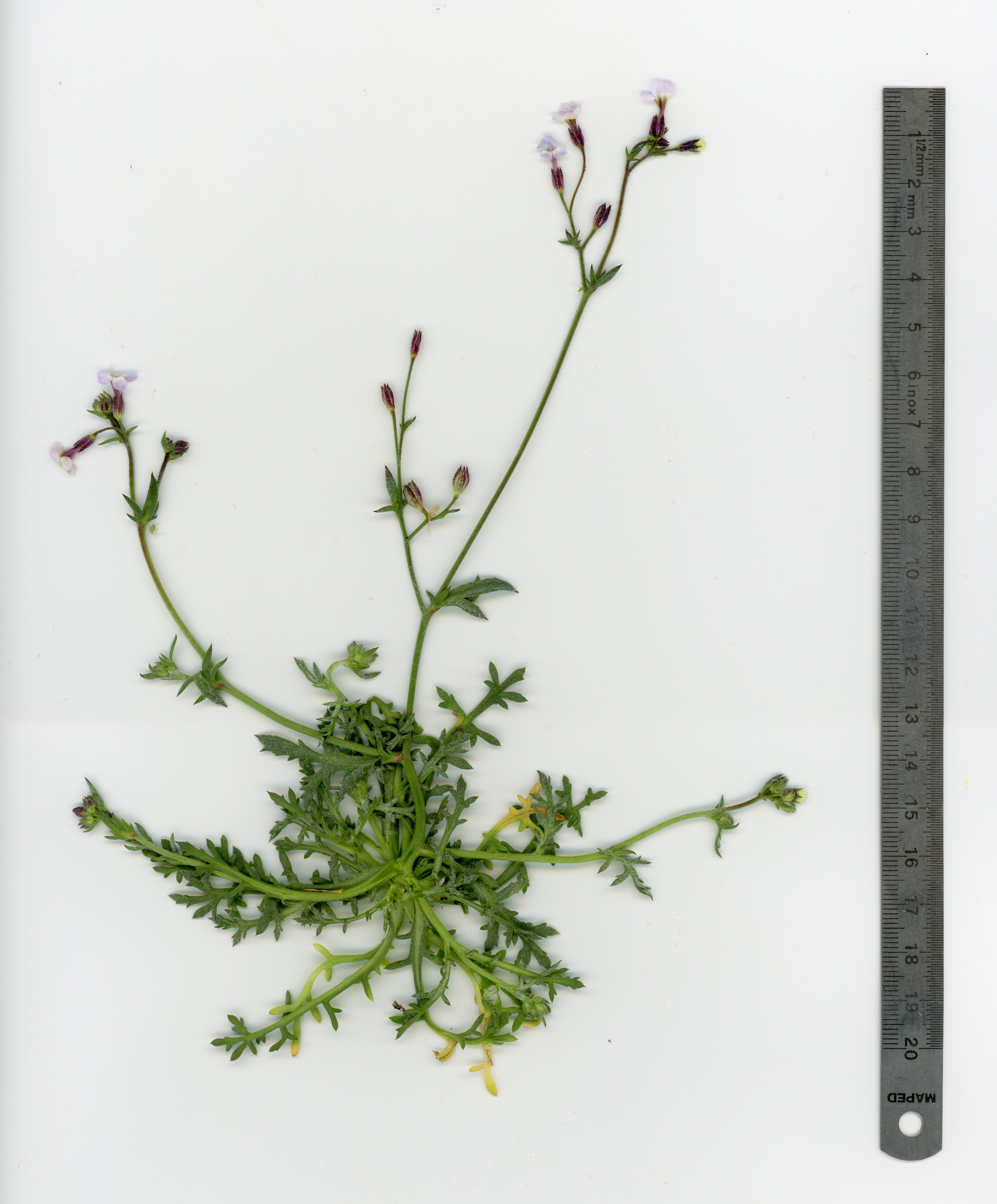 <i>Gilia aliquanta ssp. breviloba</i>