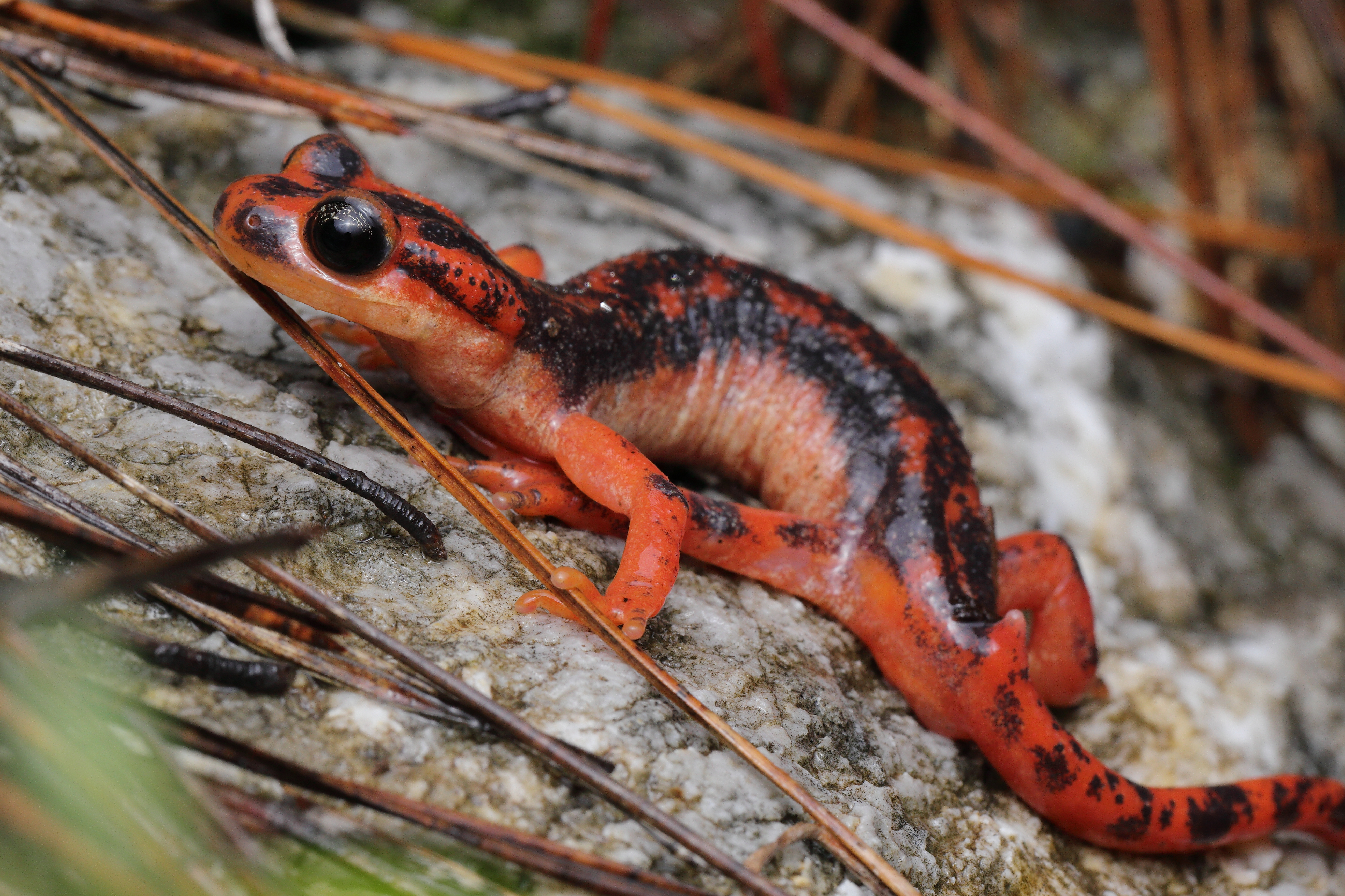 <i>Lyciasalamandra fazilae</i>; Fazila's Salamander