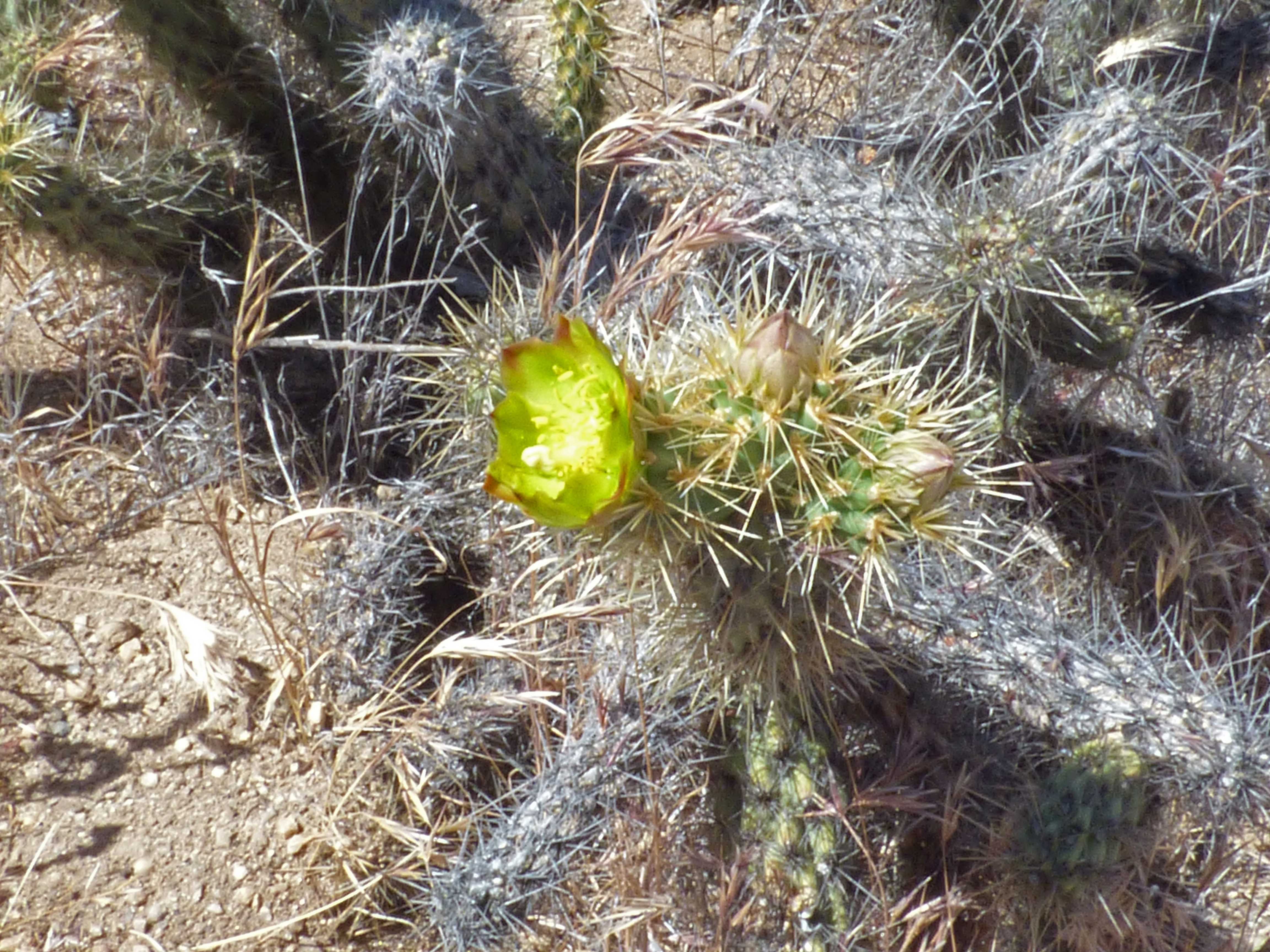 <i>Cylindropuntia bernardina</i>; Cane Cholla