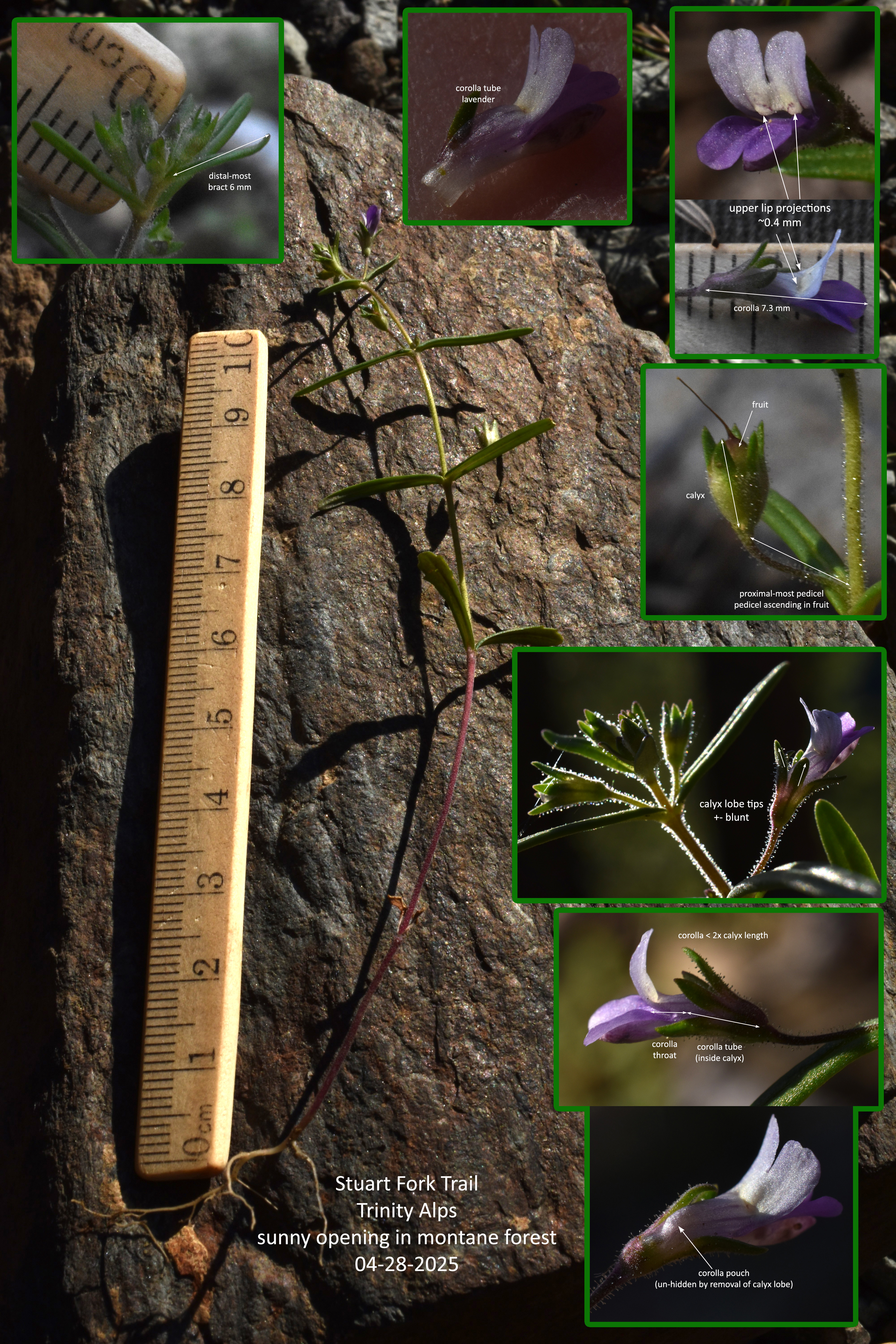 <i>Collinsia rattanii</i>; Rattan's Collinsia