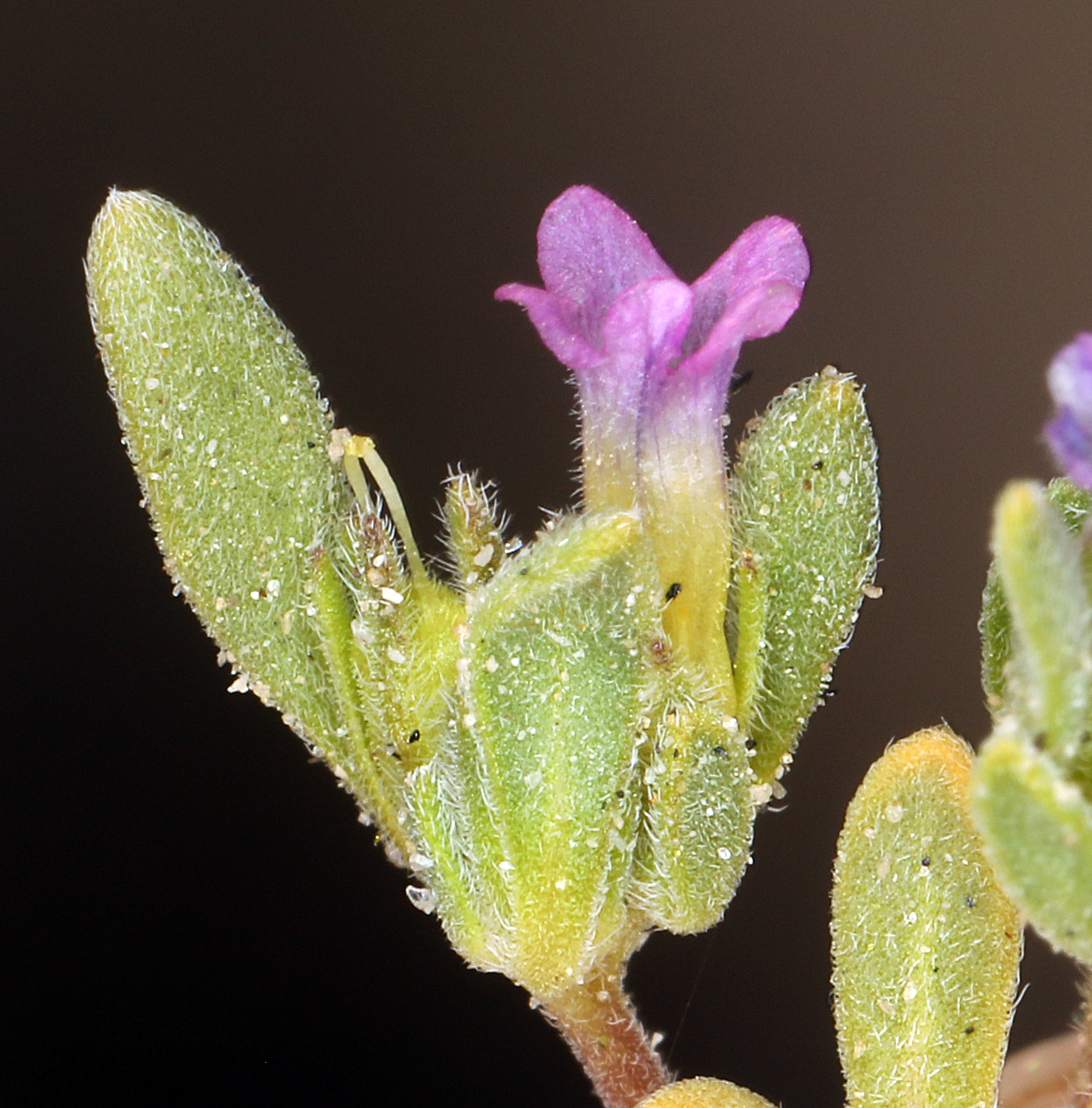 <i>Nama depressa</i>