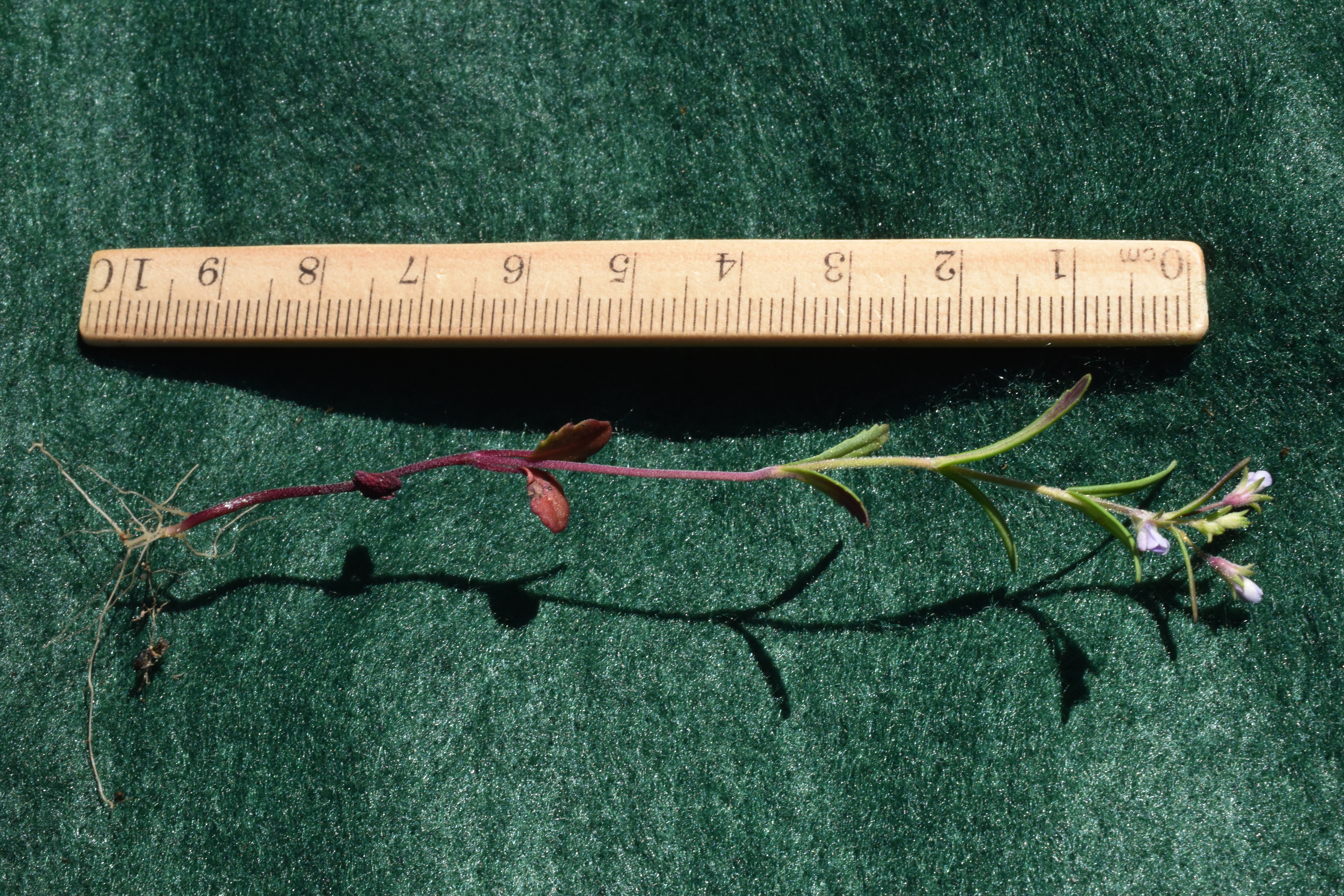 <i>Collinsia rattanii</i>; Rattan's Collinsia