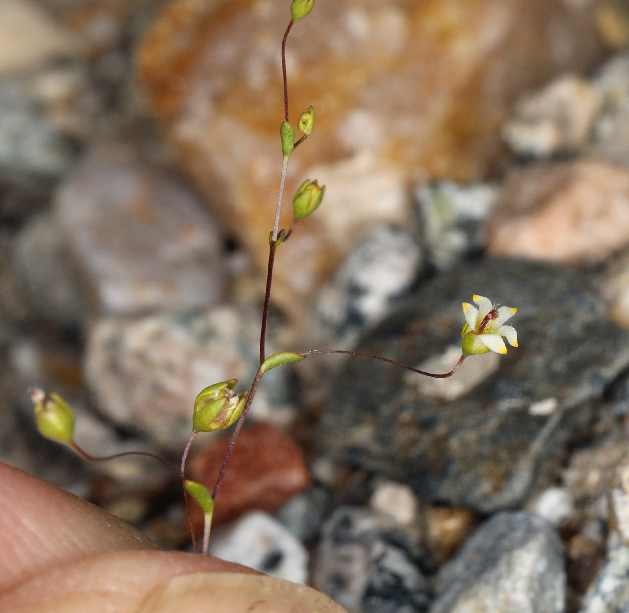 <i>Nemacladus eastwoodiae</i>