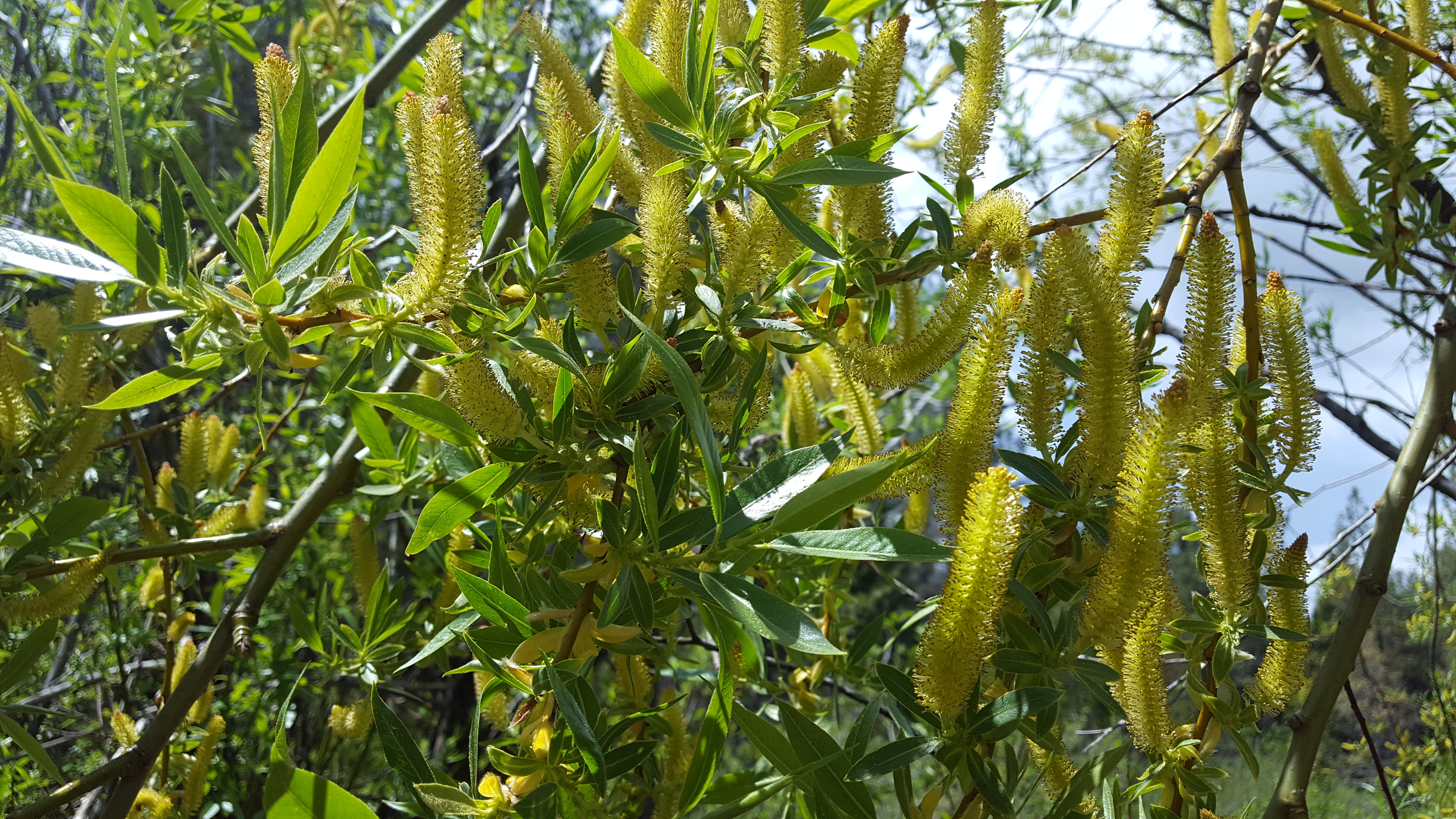 <i>Salix lasiandra</i>