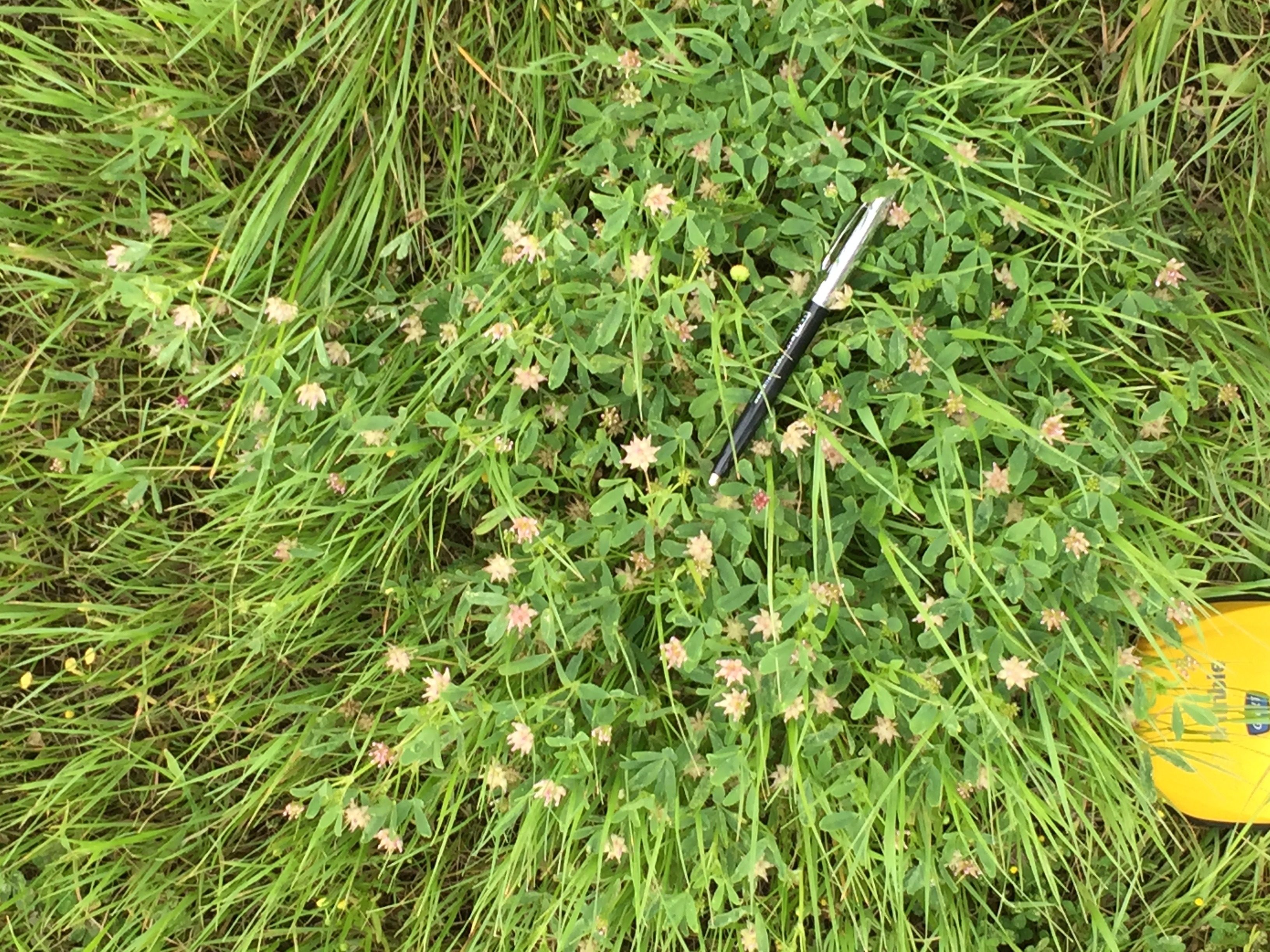 <i>Trifolium hydrophilum</i>; Saline Clover