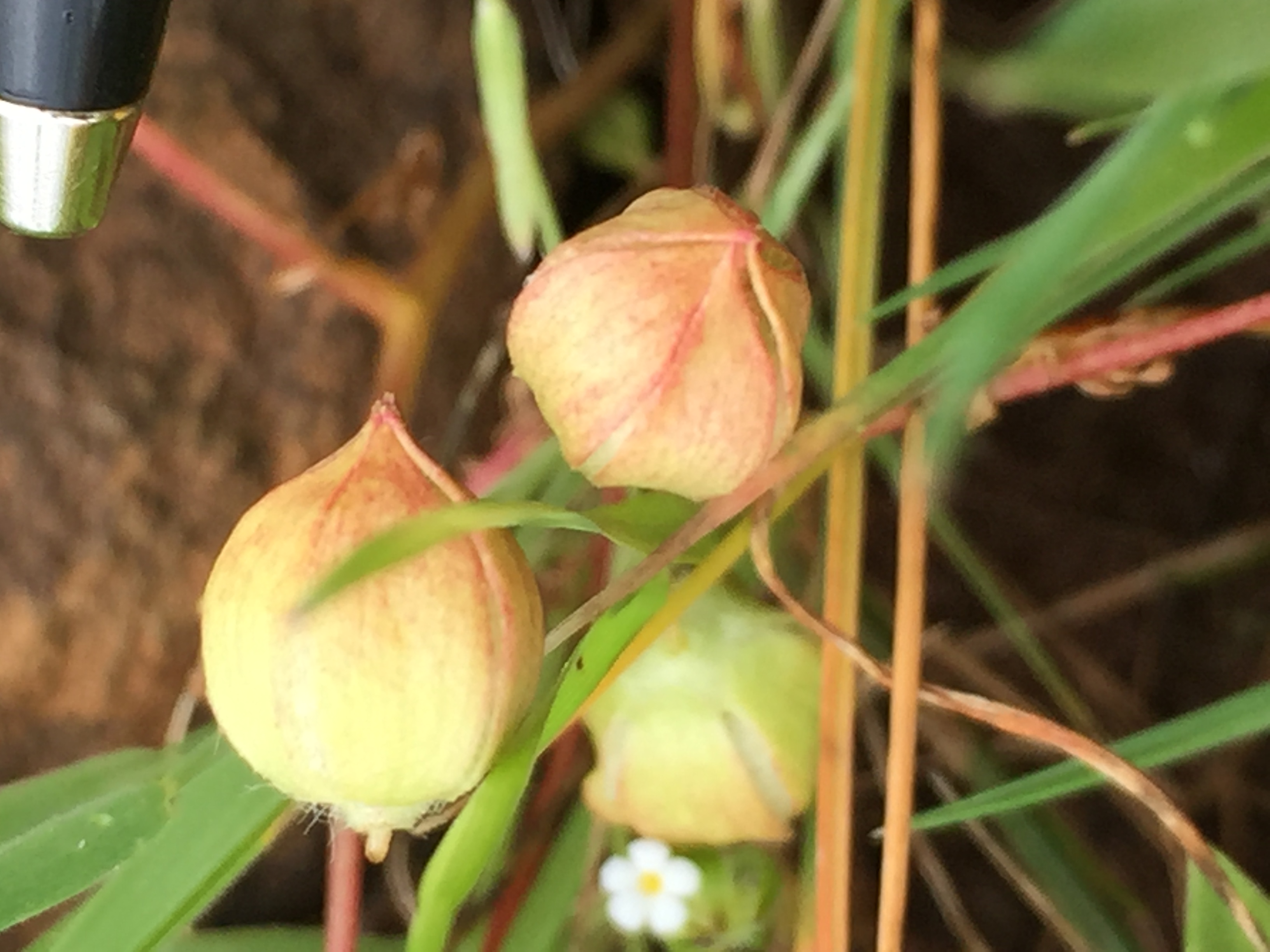 <i>Limnanthes floccosa ssp. californica</i>
