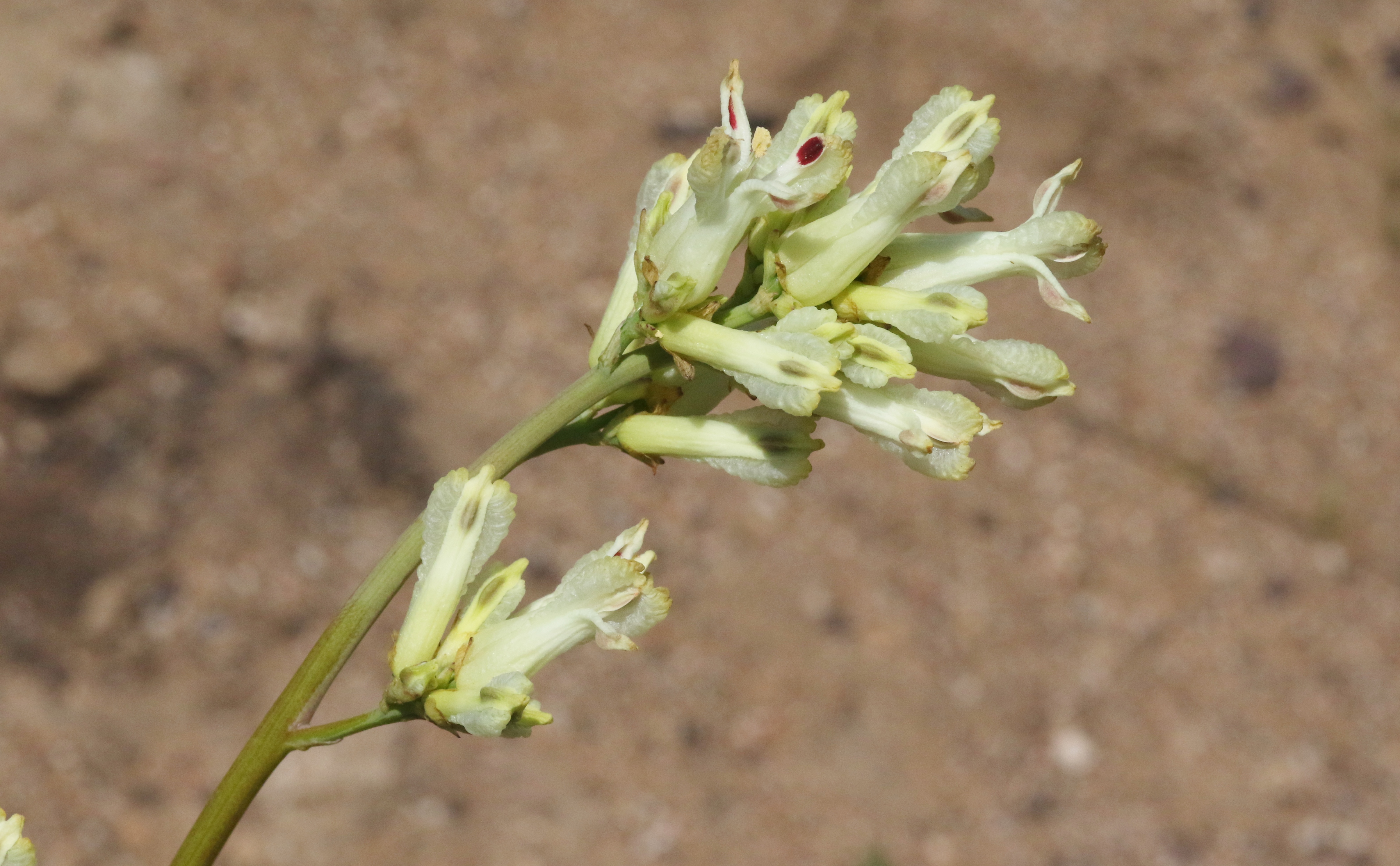 <i>Ehrendorferia ochroleuca</i>; White Eardrops