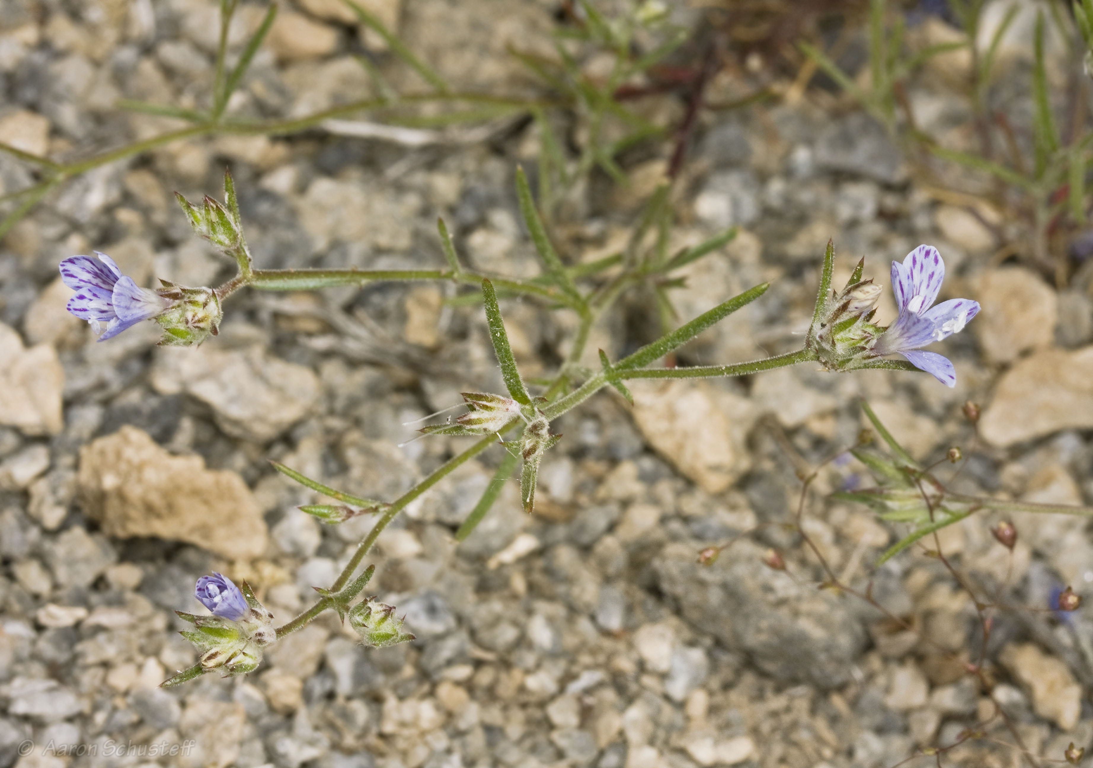 <i>Eriastrum eremicum ssp. eremicum</i>; Desert Woolly-star