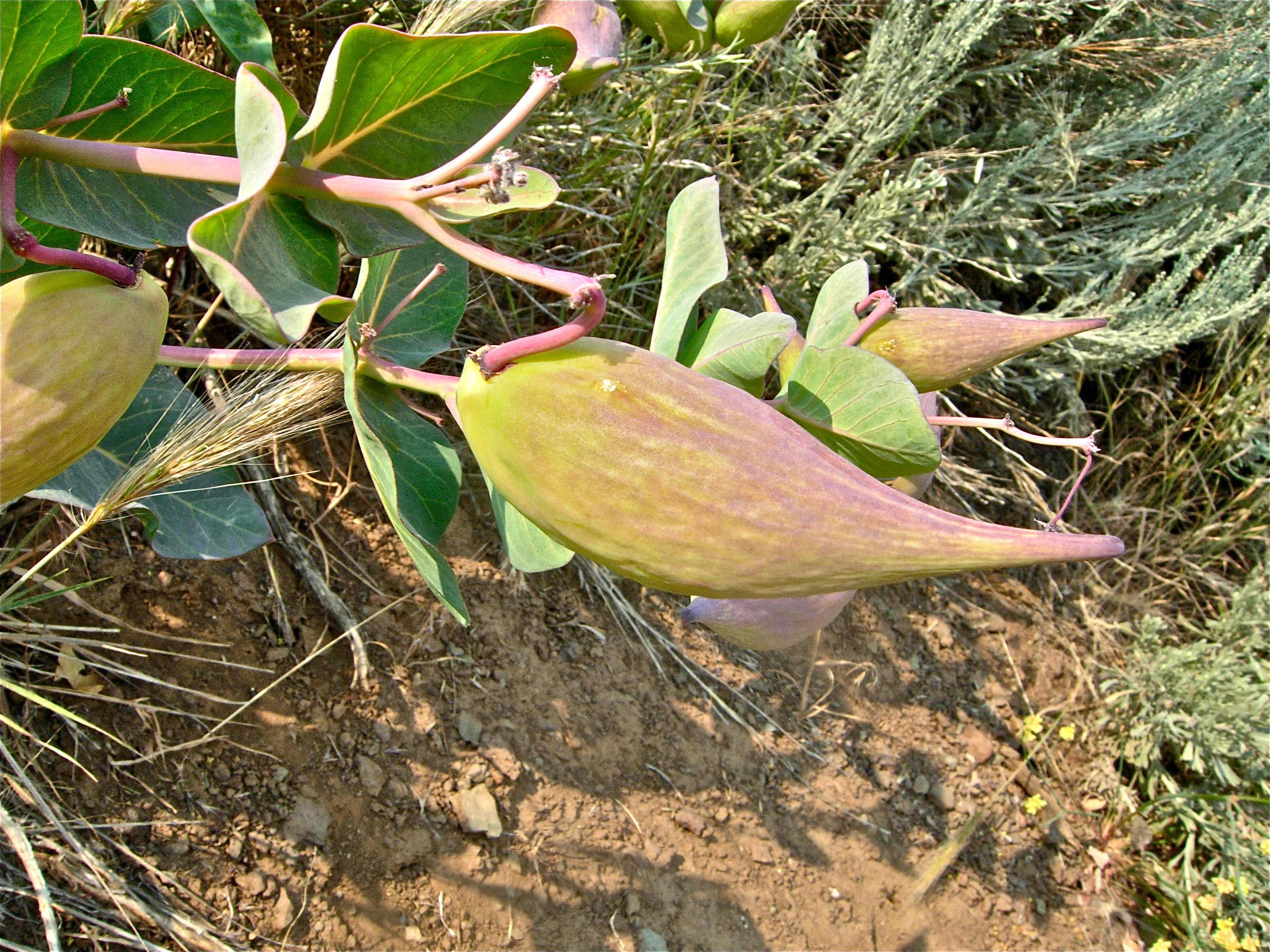 <i>Asclepias cordifolia</i>