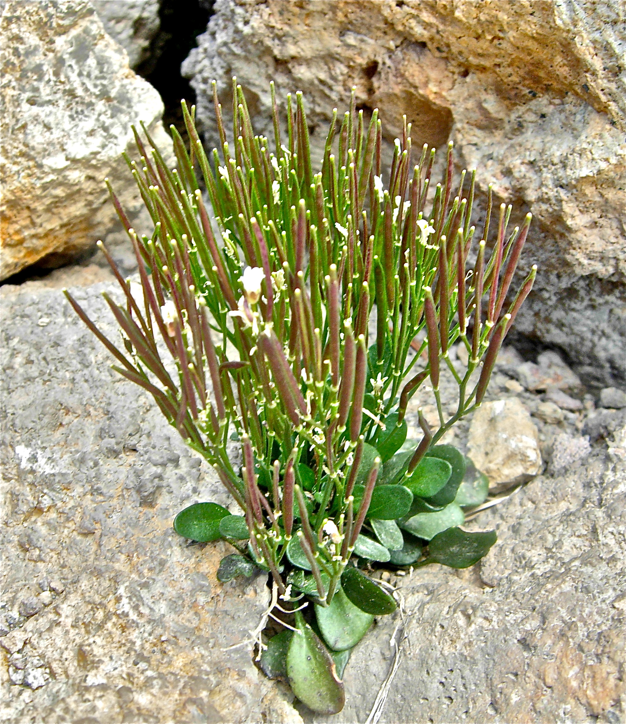 <i>Cardamine bellidifolia</i>