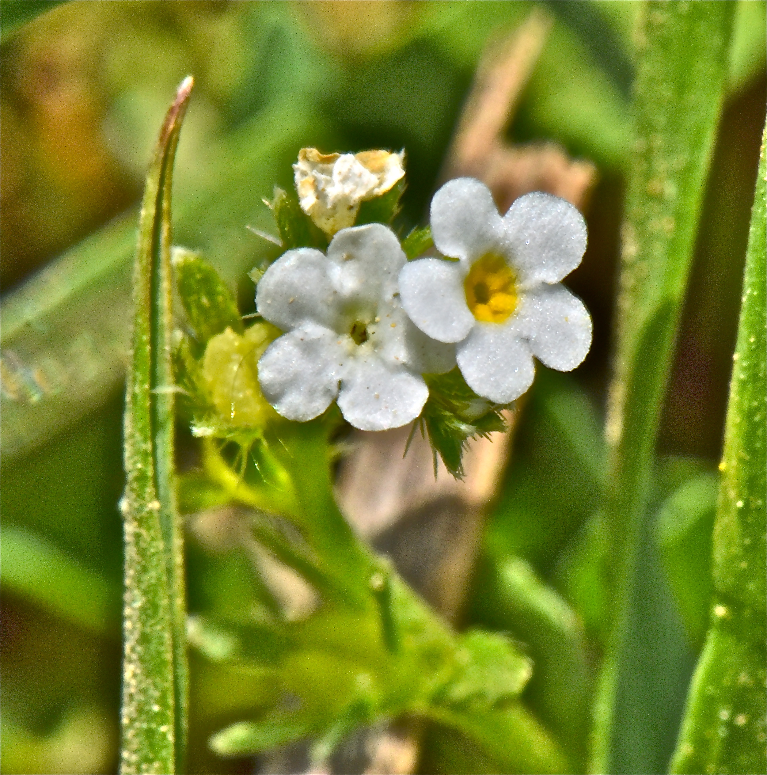 <i>Plagiobothrys bracteatus</i>