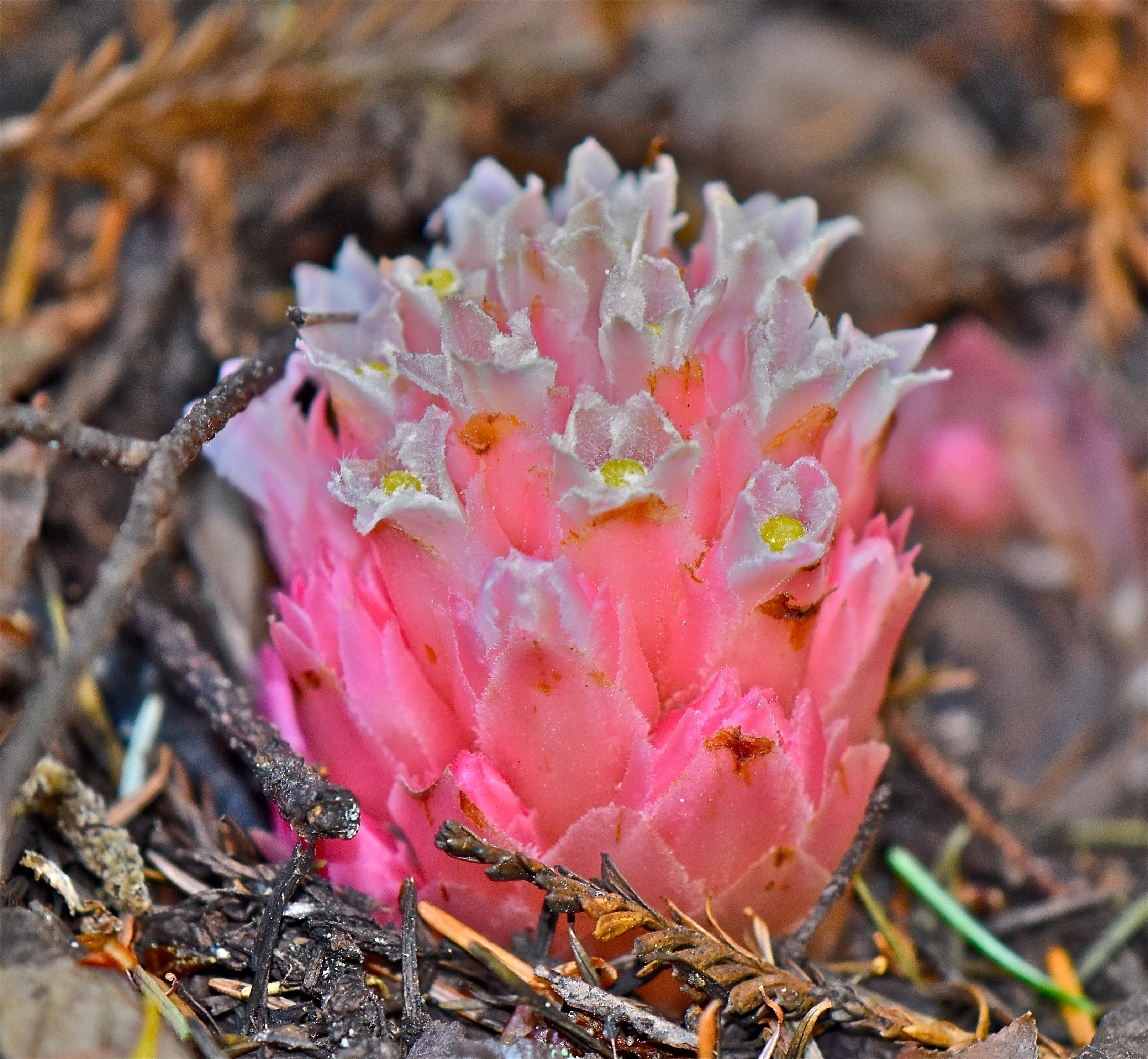 <i>Hemitomes congestum</i>