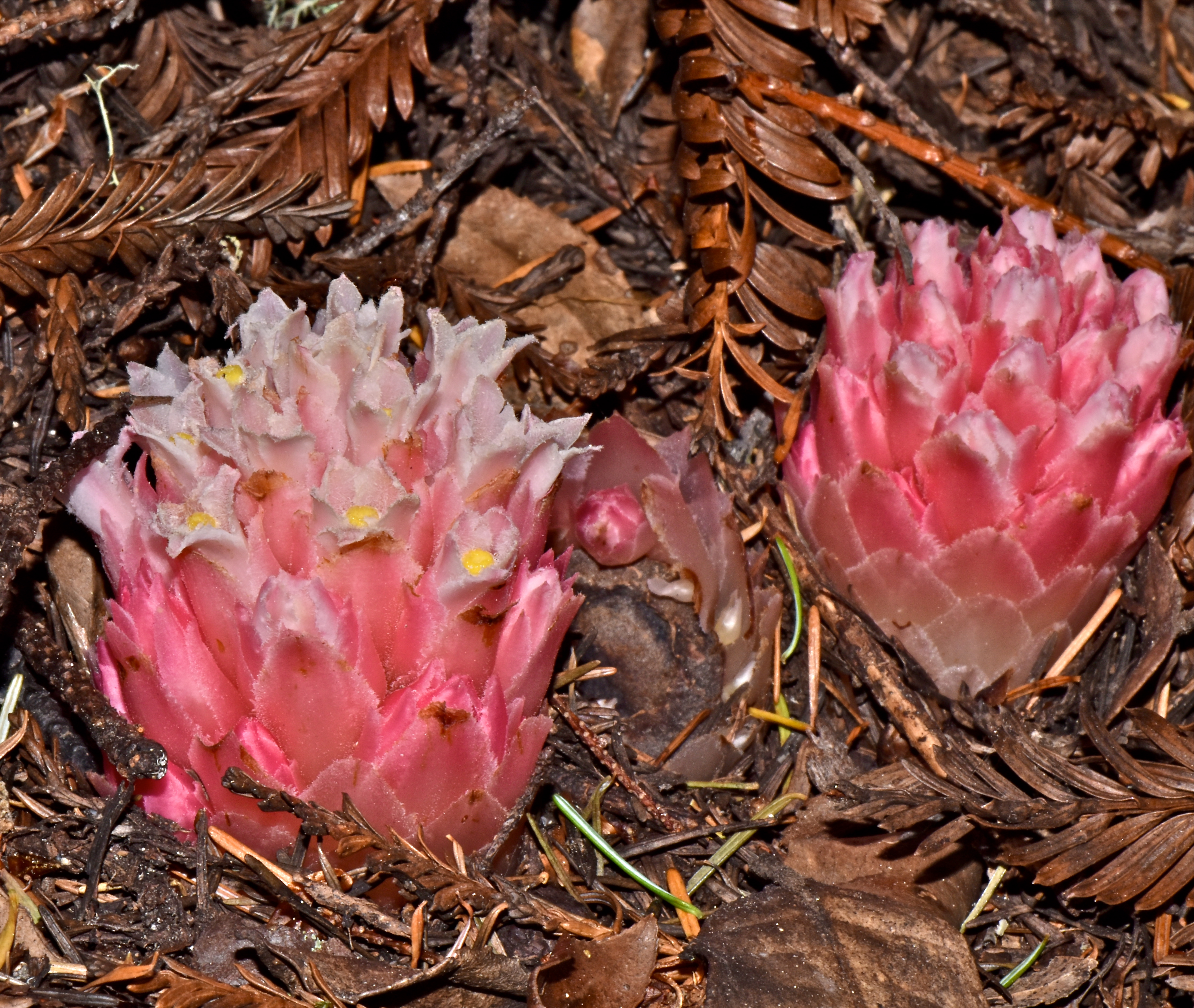 <i>Hemitomes congestum</i>