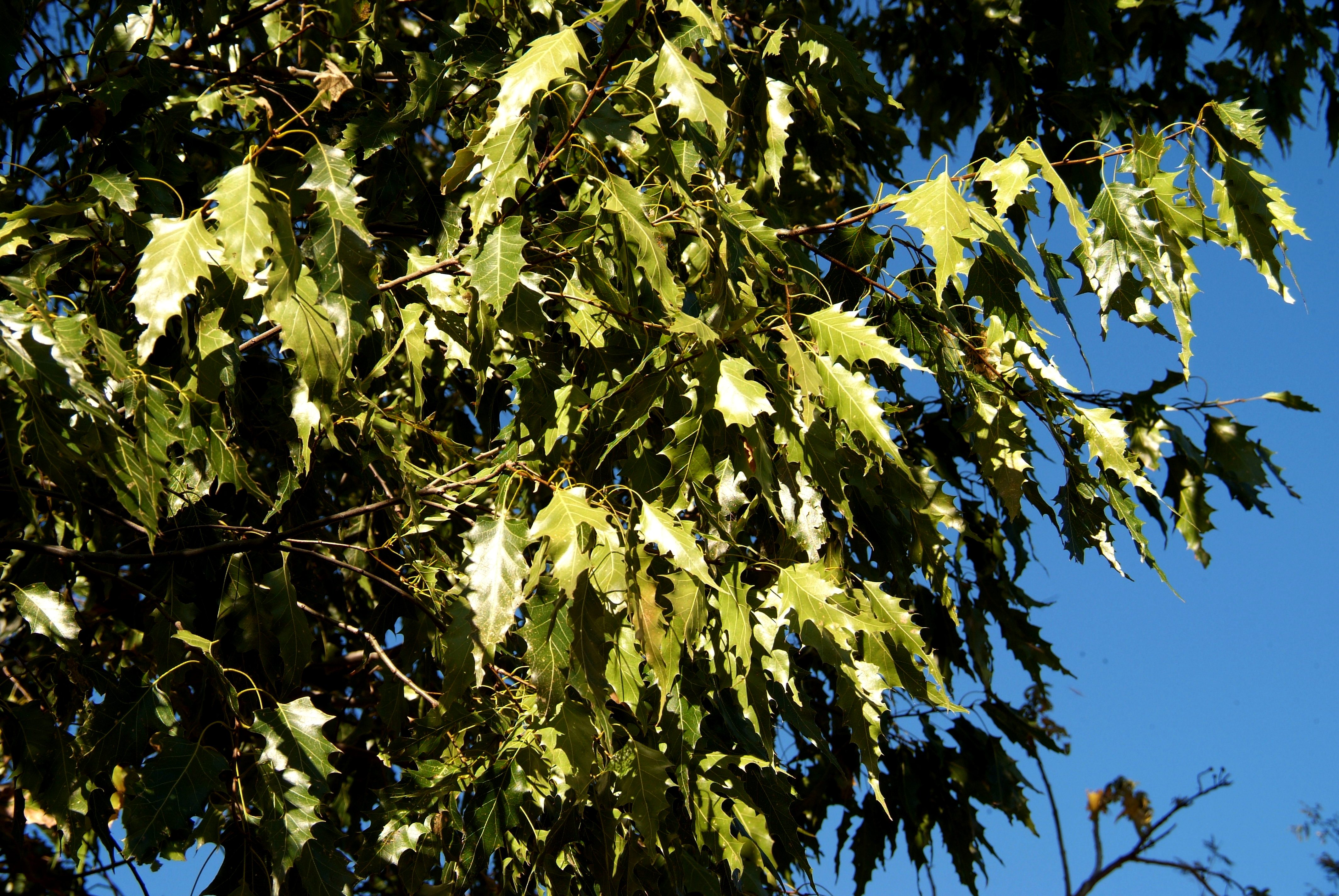 <i>Quercus albocincta</i>