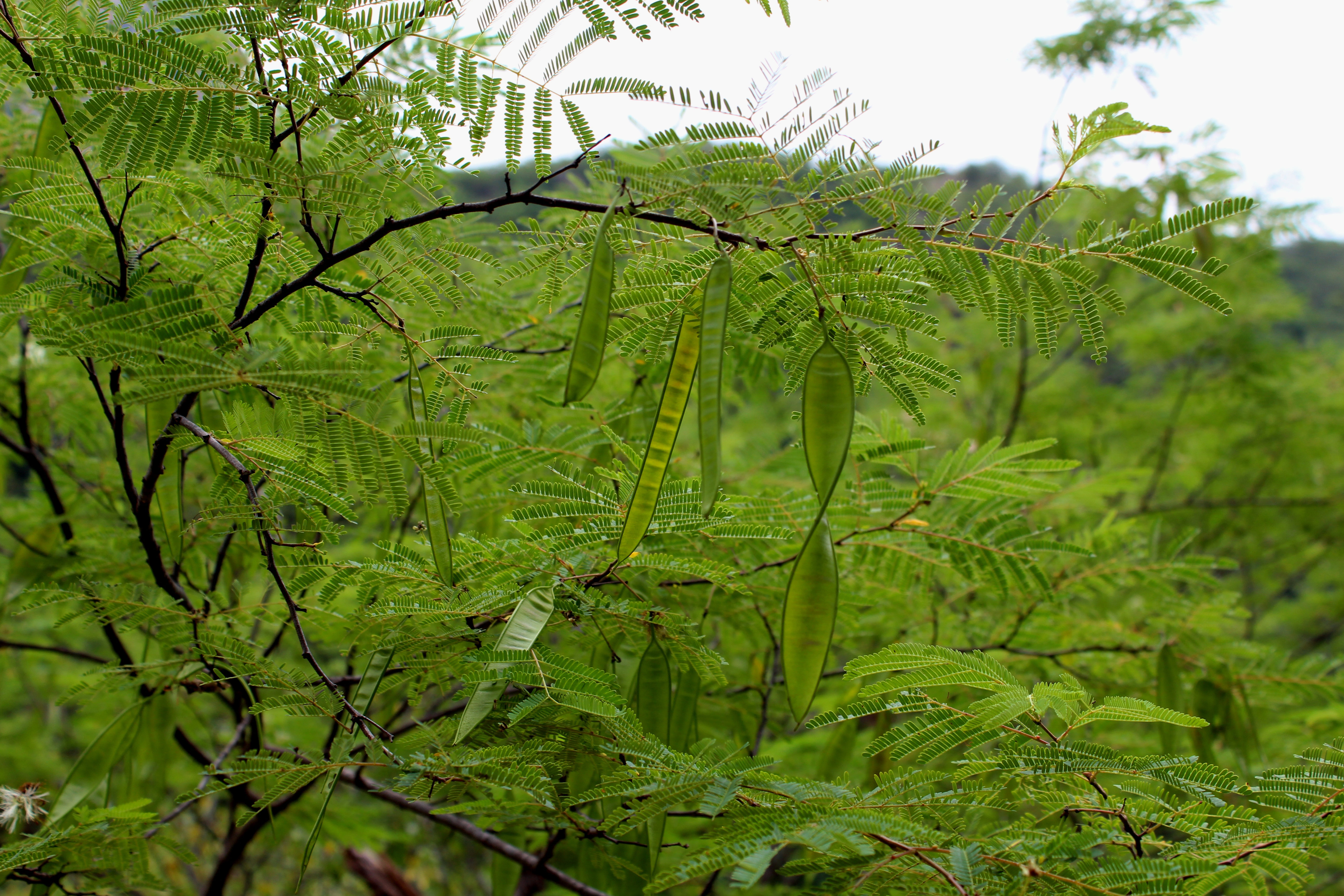 <i>Lysiloma watsonii</i>; Tepeguaje