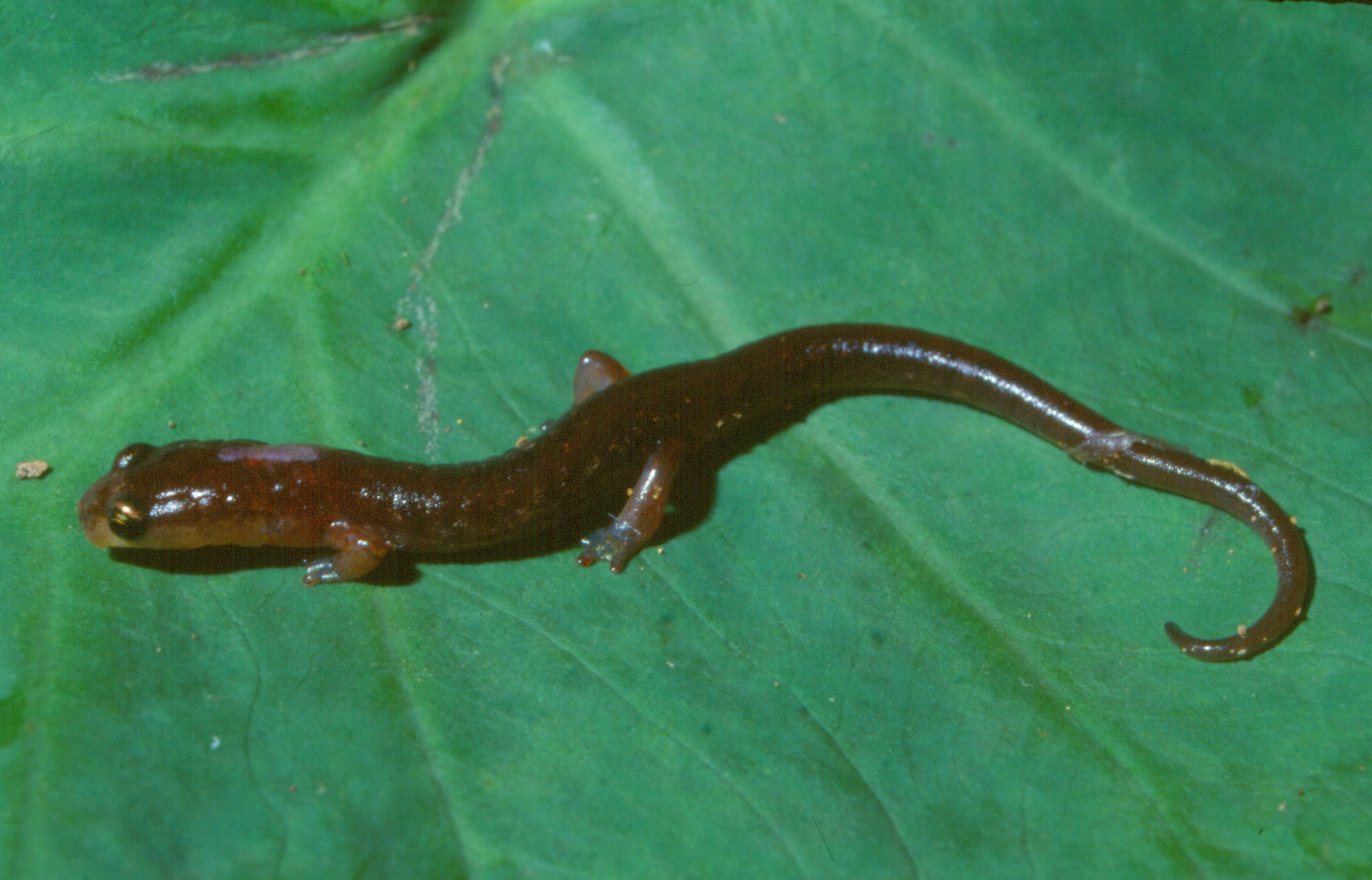 <i>Chiropterotriton ceronorum</i>; Ceron Family Salamander