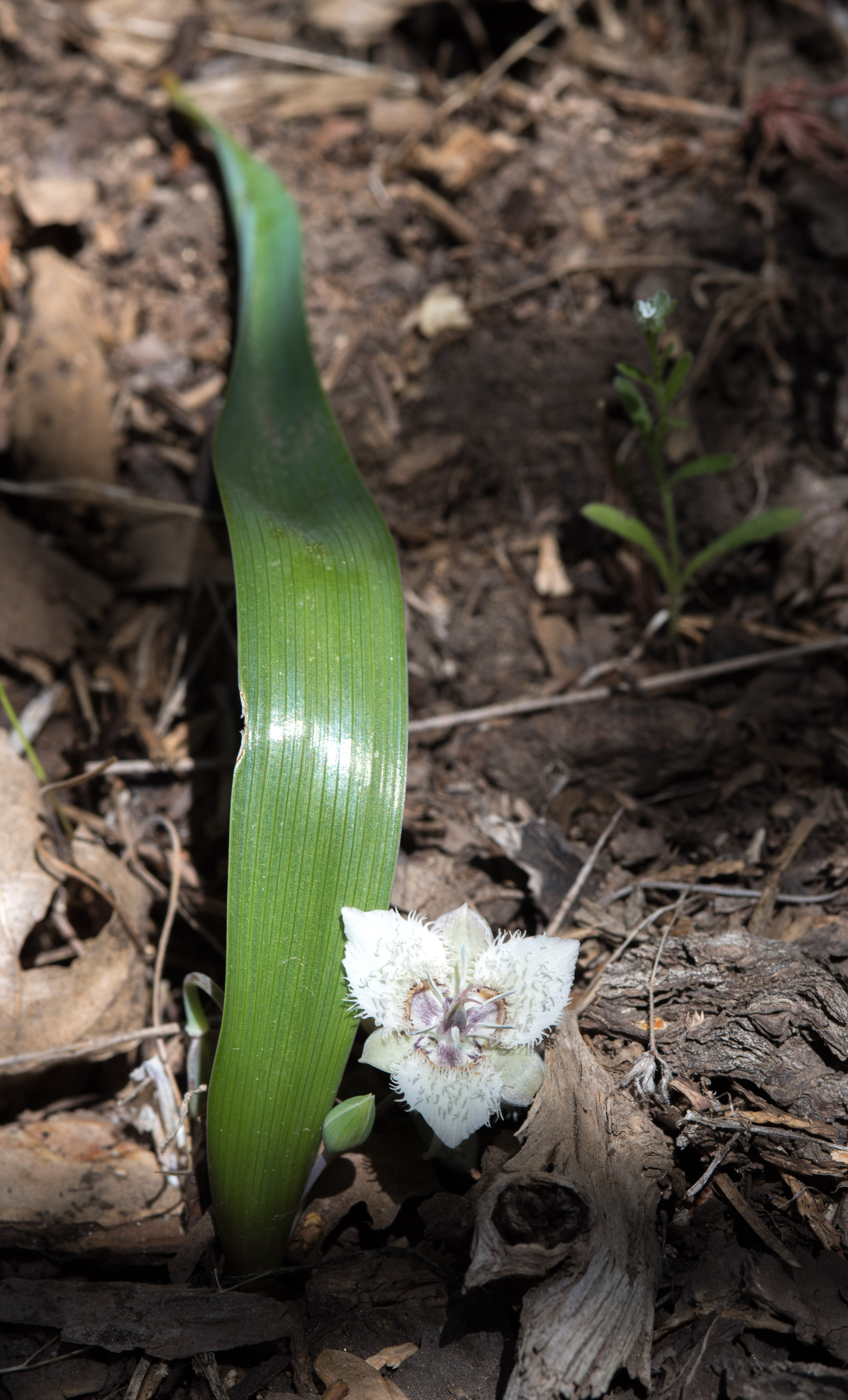 <i>Calochortus westonii</i>; Shirley Meadows Star-tulip