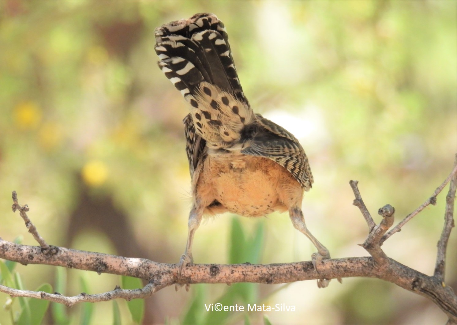 <i>Campylorhynchus brunneicapillus</i>; Cactus Wren