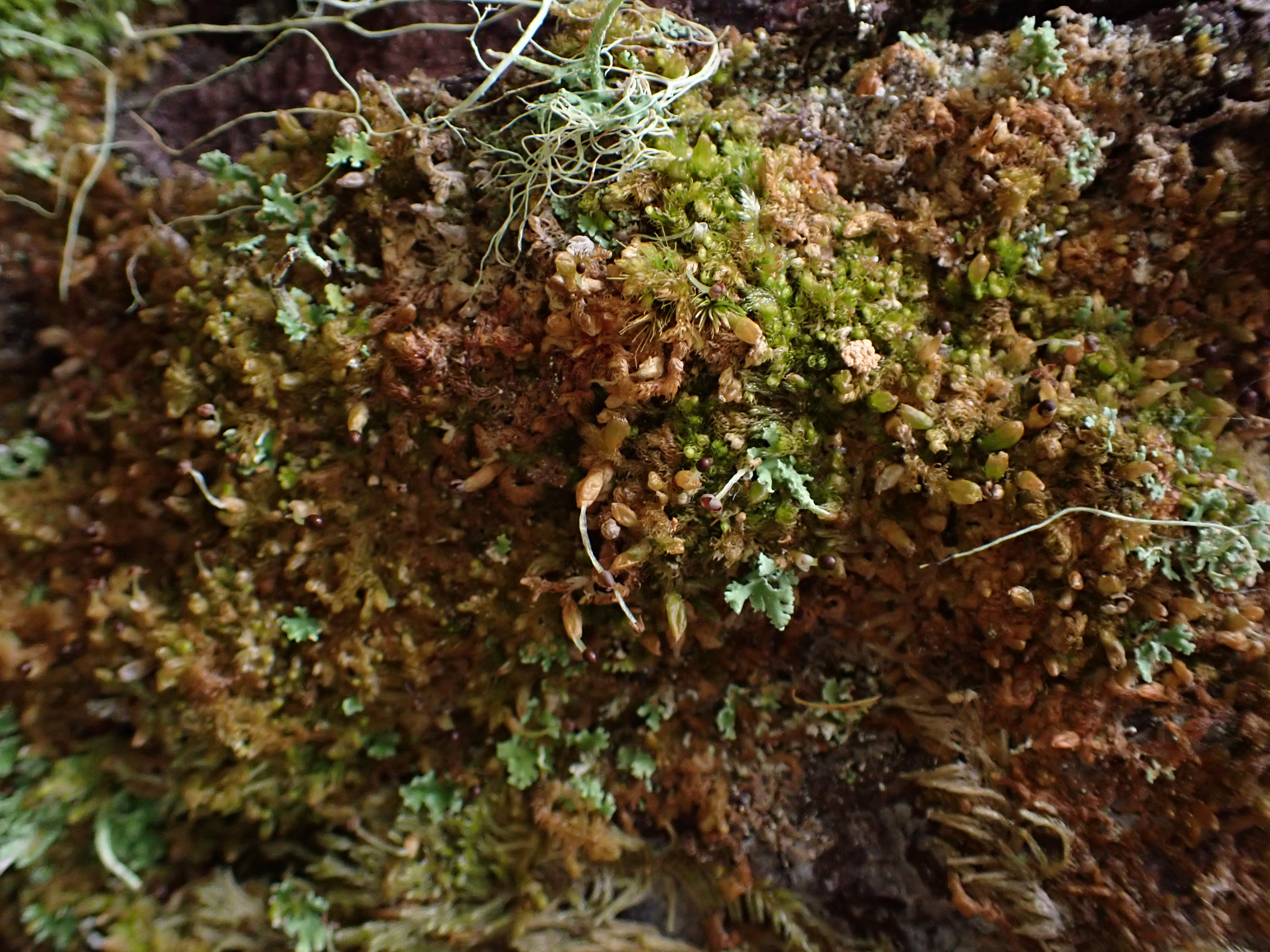 <i>Ptilidium californicum</i>; Pacific Fuzz Wort