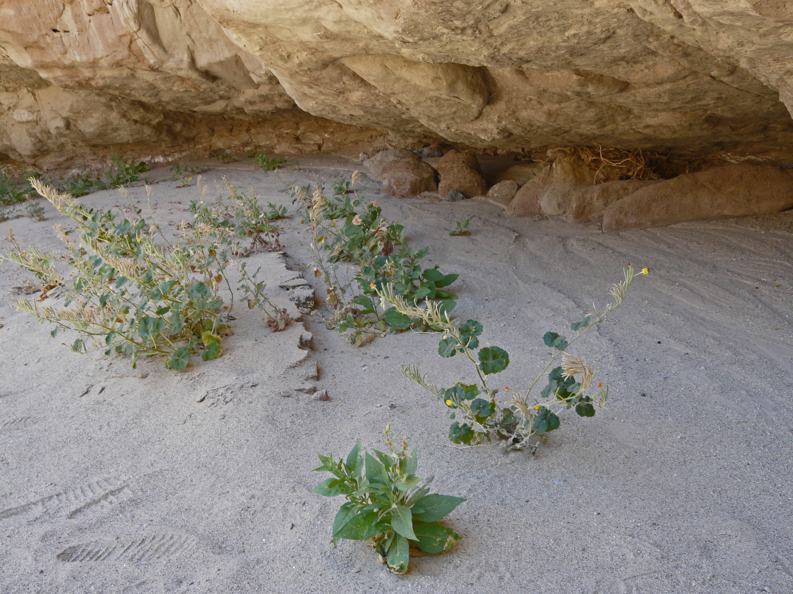 <i>Chylismia cardiophylla</i>; Heartleaf Suncup