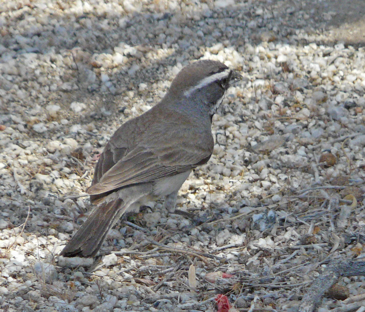 <i>Amphispiza bilineata</i>; Black-throated Sparrow