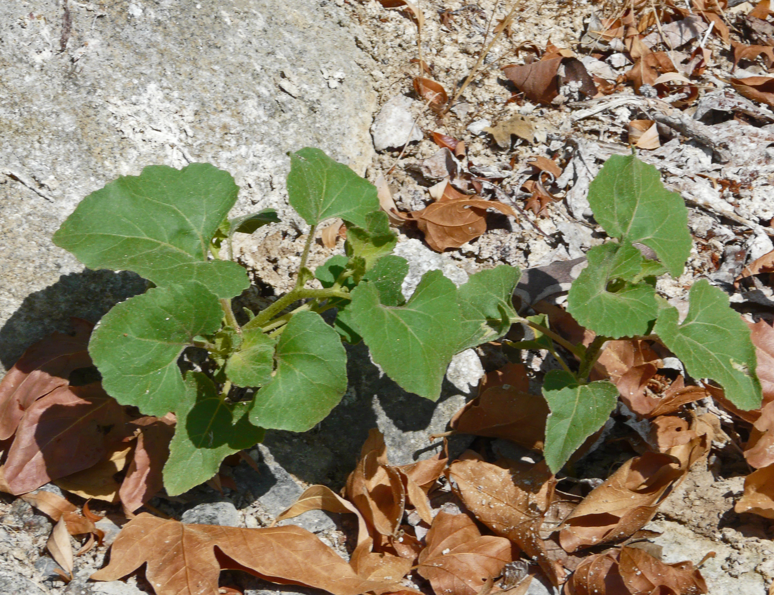 <i>Proboscidea parviflora ssp parviflora</i>; Doubleclaw