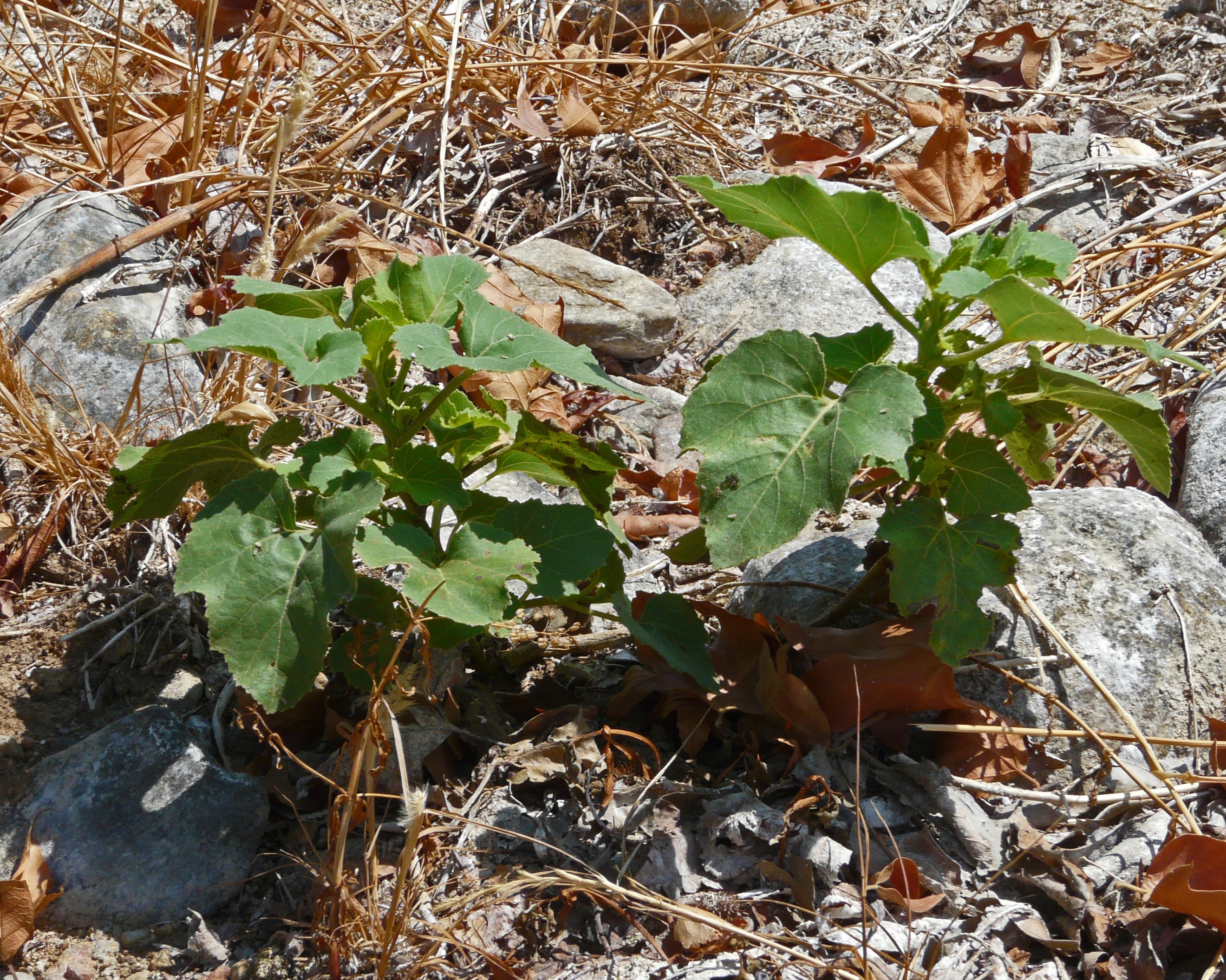 <i>Proboscidea parviflora ssp parviflora</i>; Doubleclaw