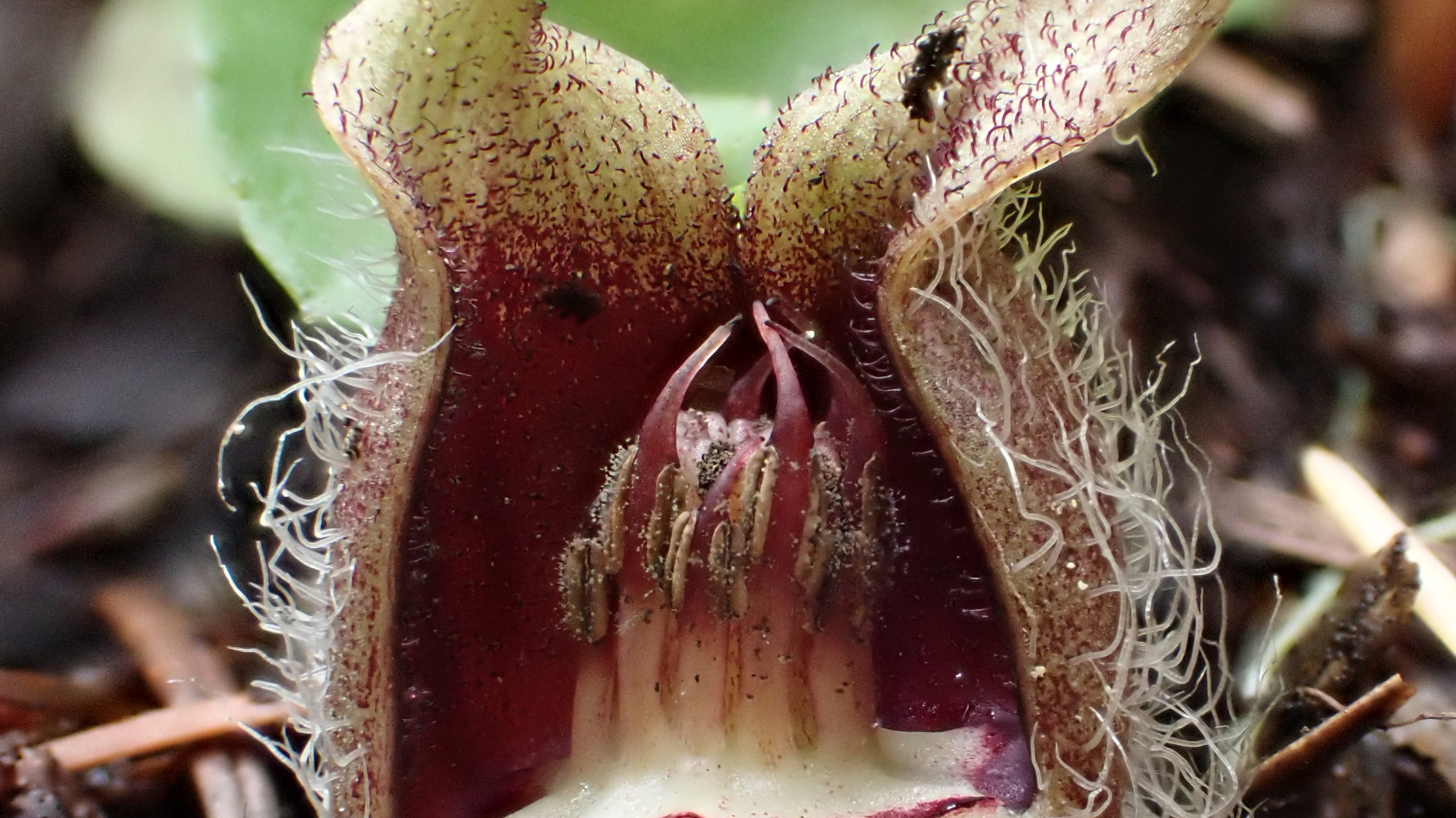 <i>Asarum marmoratum</i>; Marbled Wild-ginger