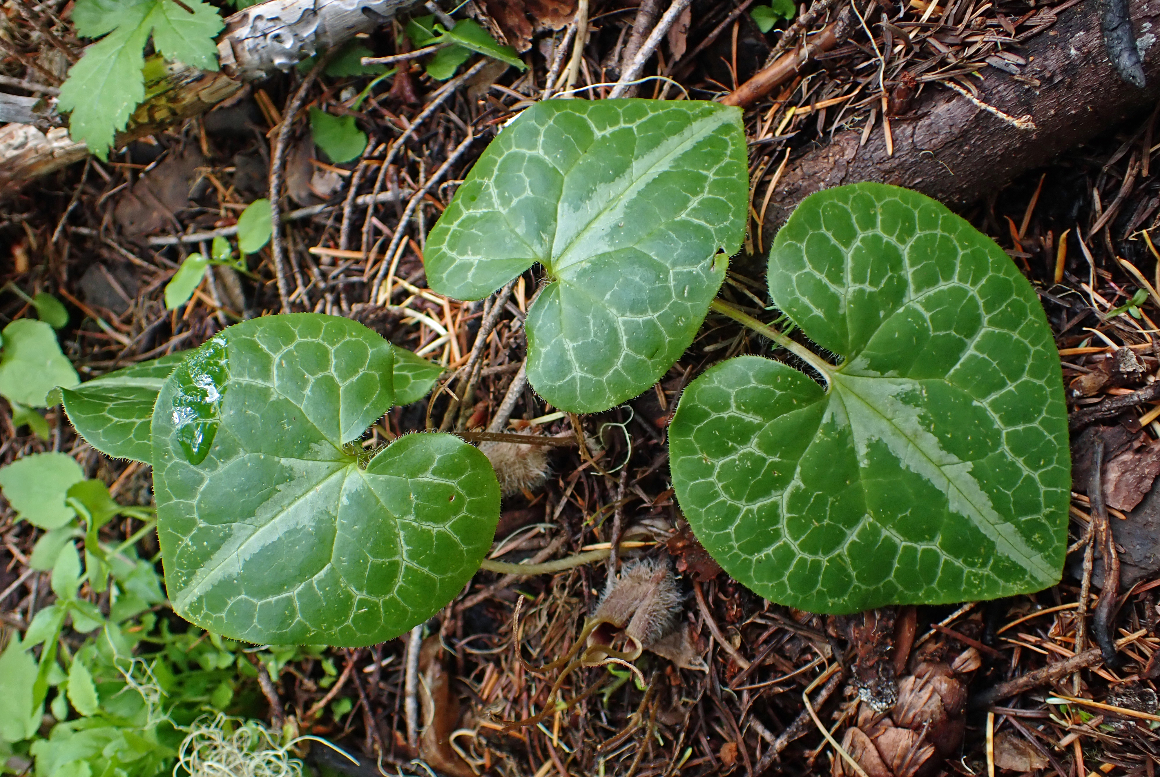 <i>Asarum marmoratum</i>; Marbled Wild-ginger