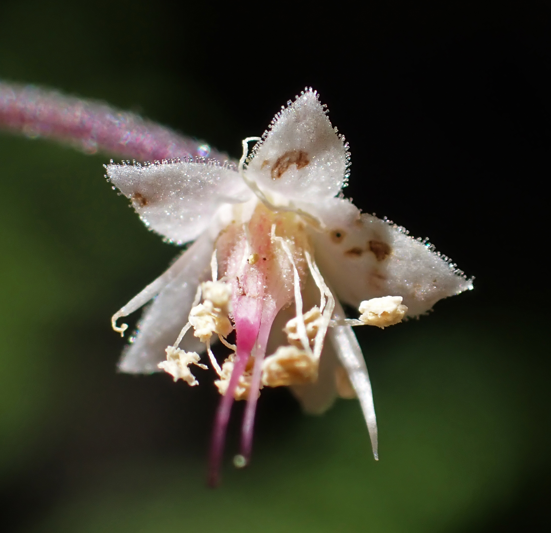 <i>Tiarella trifoliata var. trifoliata</i>; Three-leaf Foamflower