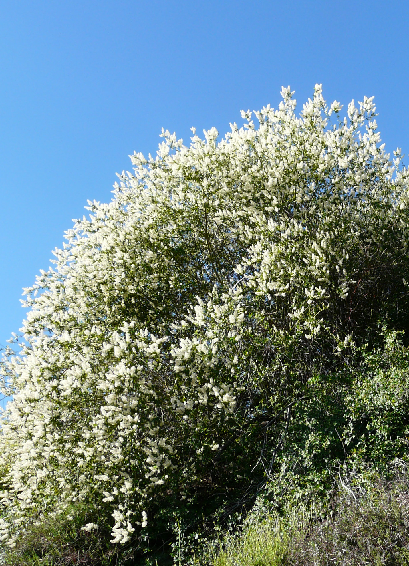 <i>Ceanothus palmeri</i>; Palmer Lilac