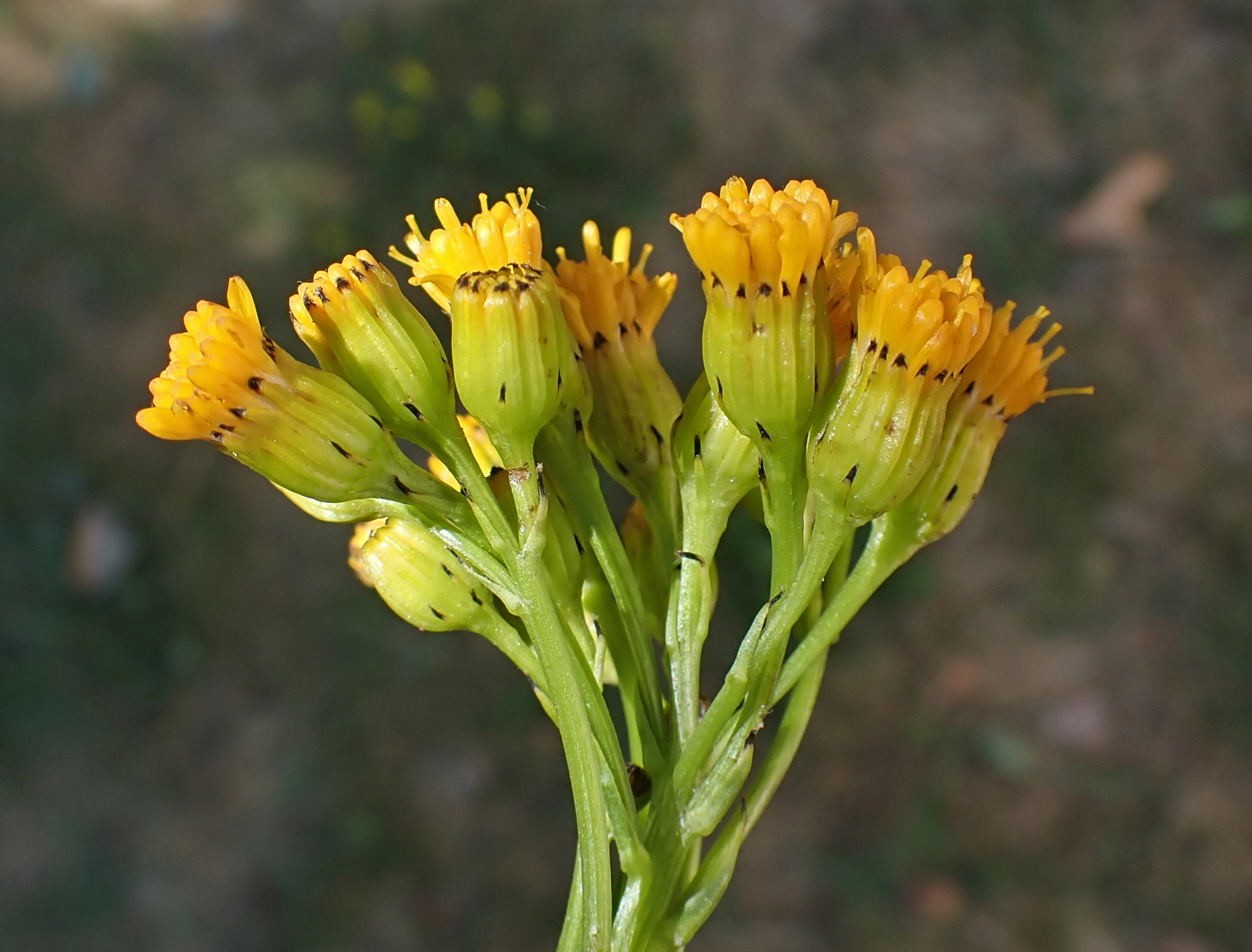 <i>Senecio hydrophiloides</i>; Sweet Marsh Ragwort