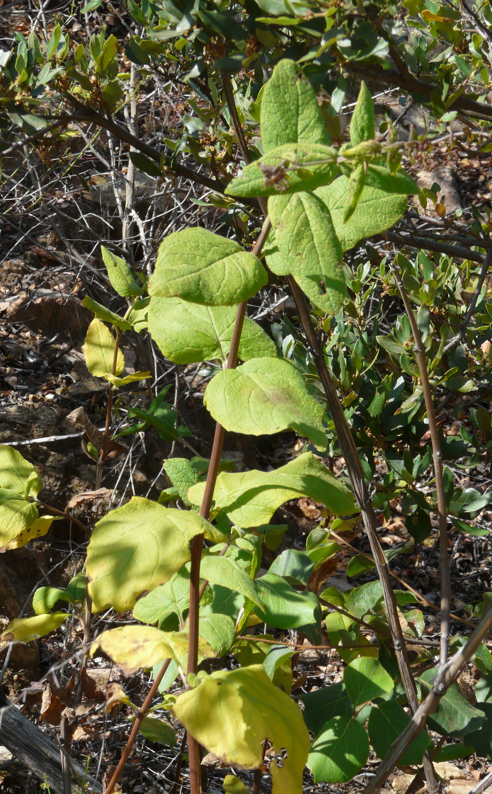 <i>Lepechinia cardiophylla</i>; Heart-leaved Pitcher-sage
