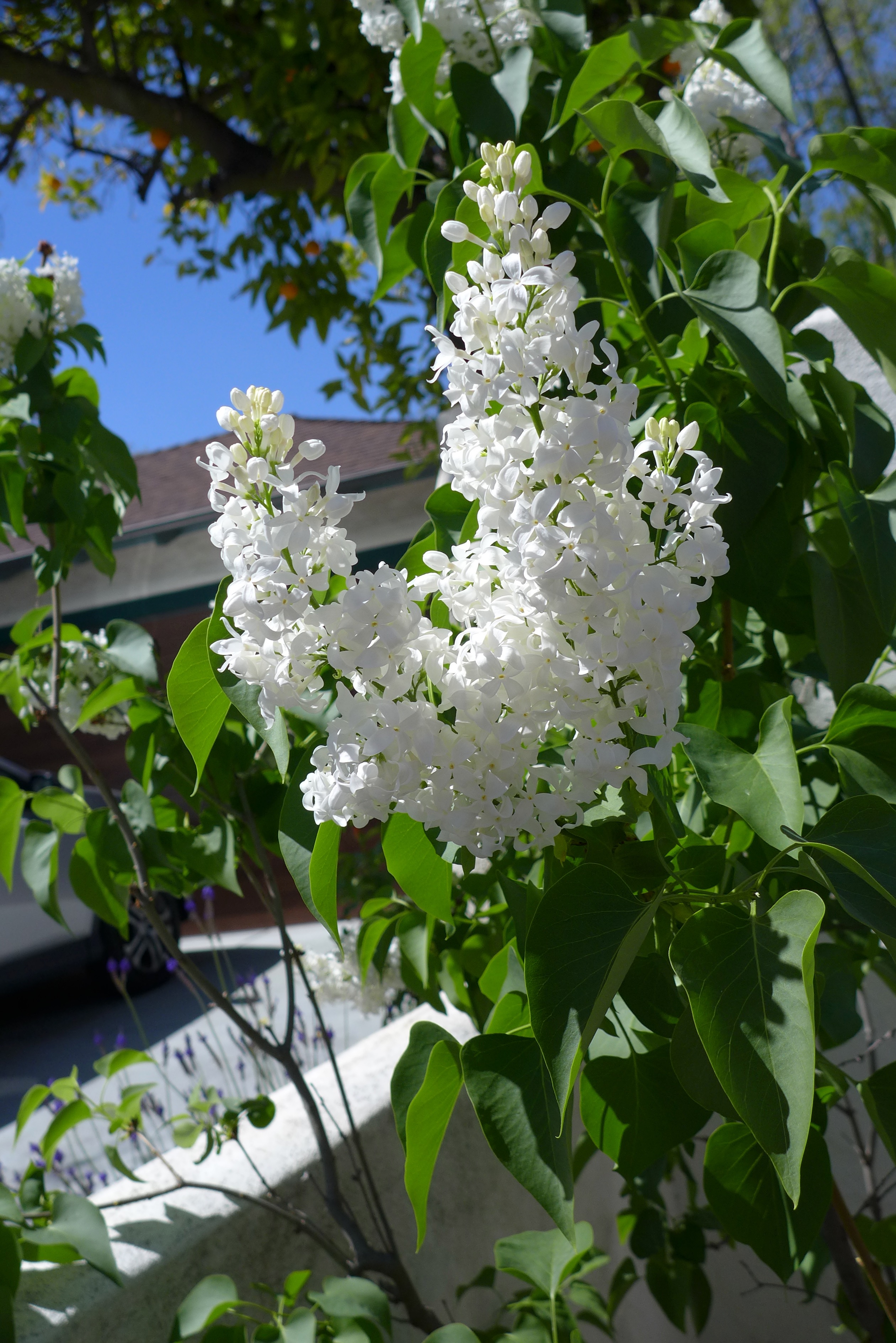<i>Syringa sp.</i>; White Lilac