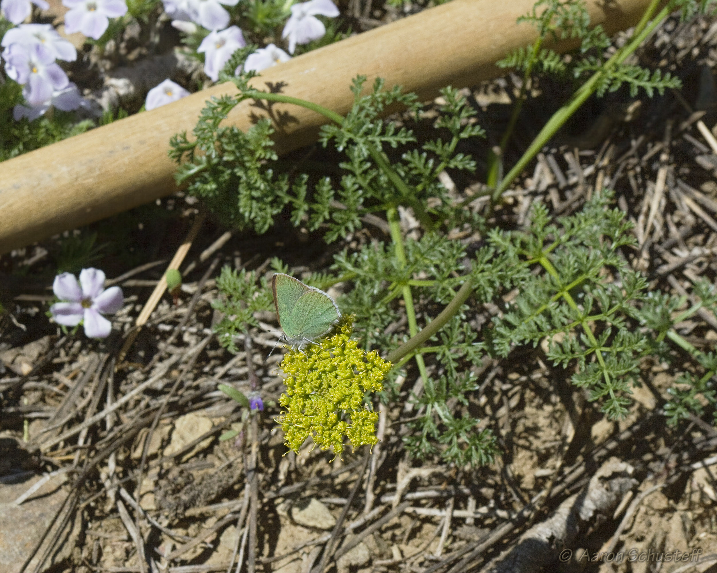 <i>Cymopterus terebinthinus var. californicus</i>; <small>(shown with <i><a href=/cgi/img_query?where-taxon=Callophrys+sheridanii&title_tag=Callophrys+sheridanii>Callophrys sheridanii</a></i>)</small>