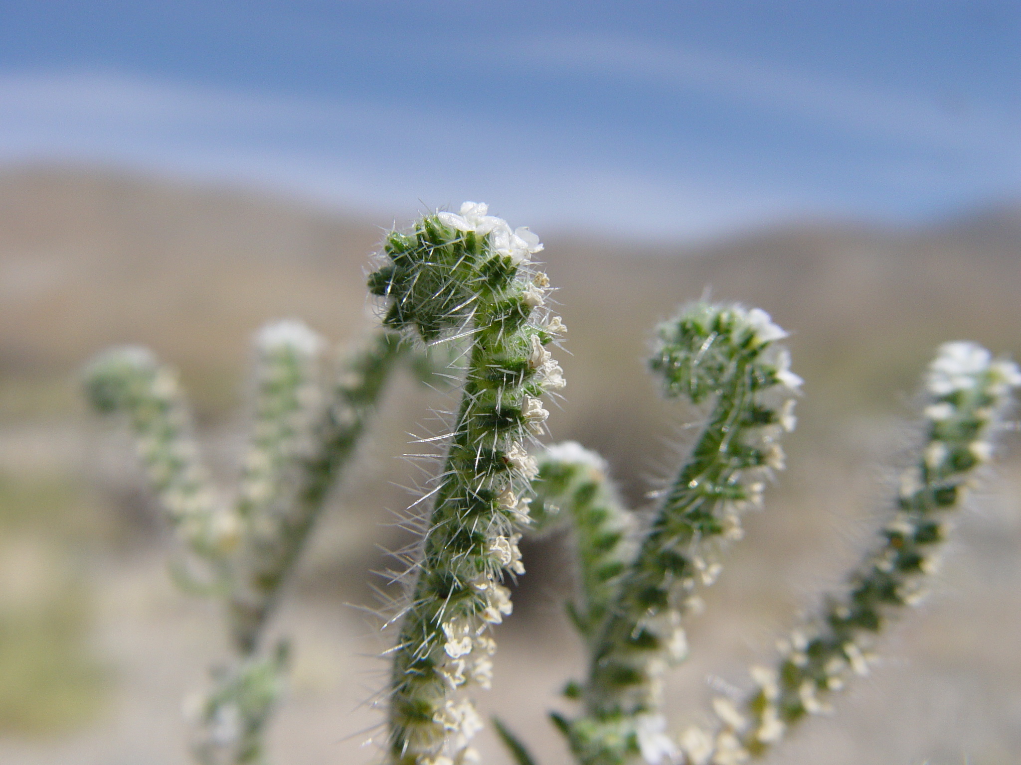 <i>Johnstonella angustifolia</i>; Narrow-leaved Johnstonella
