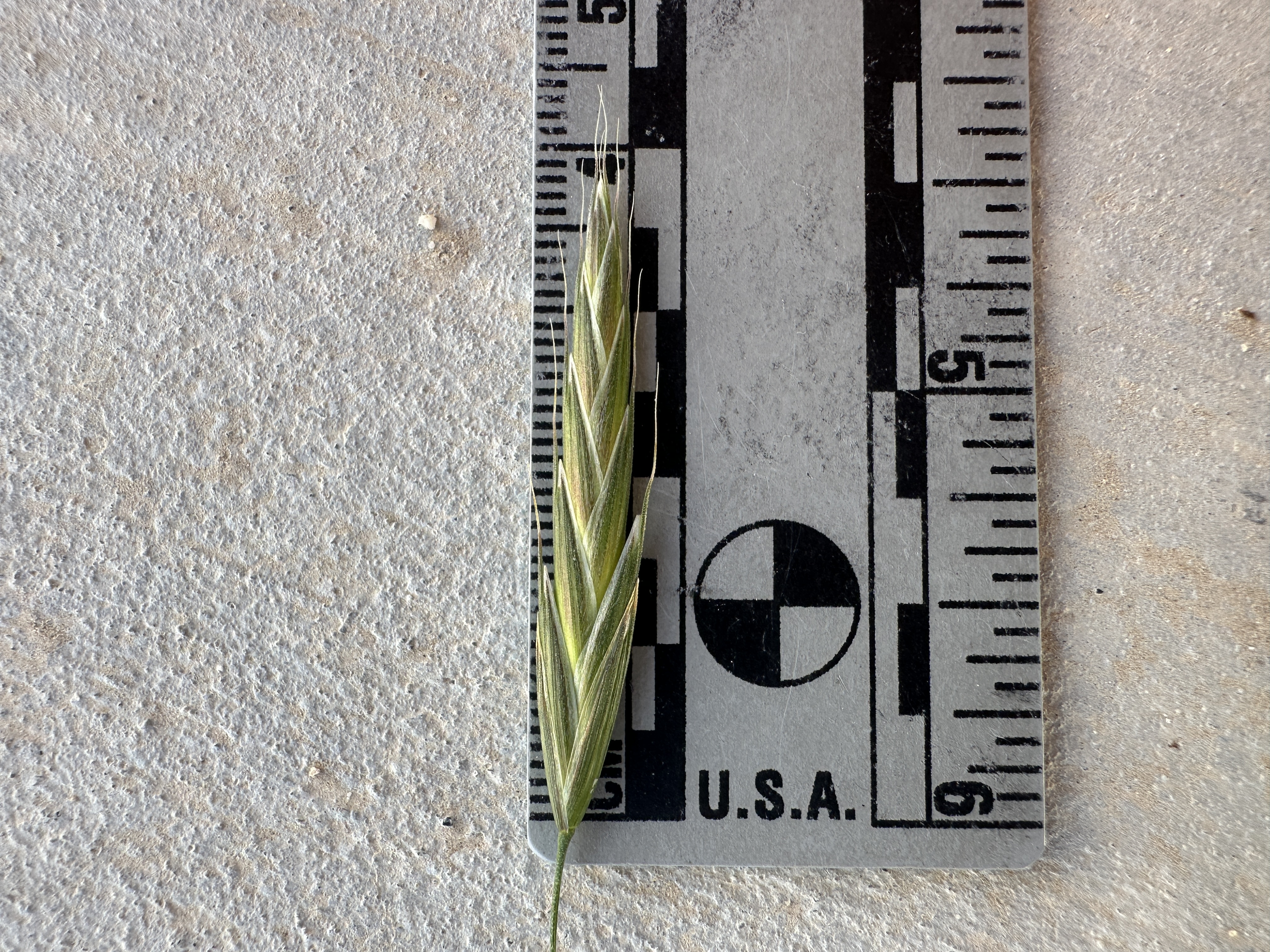<i>Bromus arizonicus</i>