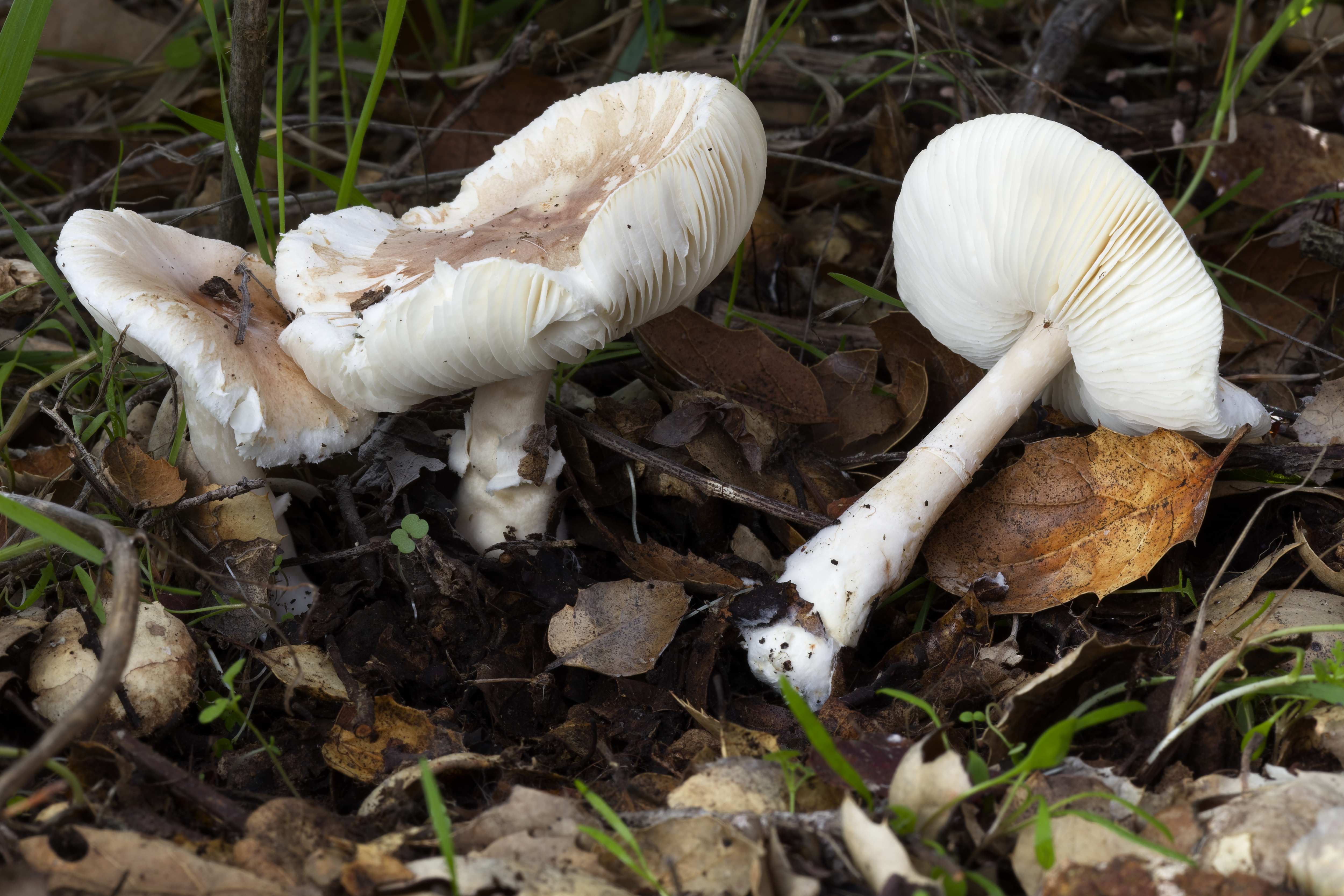 <i>Pluteus petasatus</i>