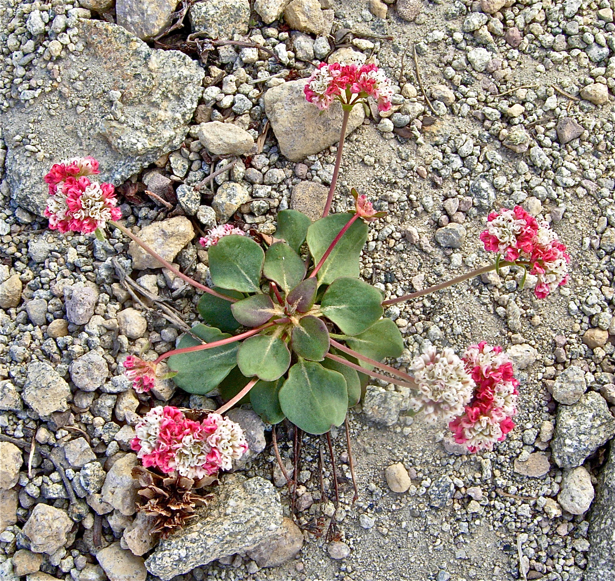 <i>Eriogonum pyrolifolium var. pyrolifolium</i>