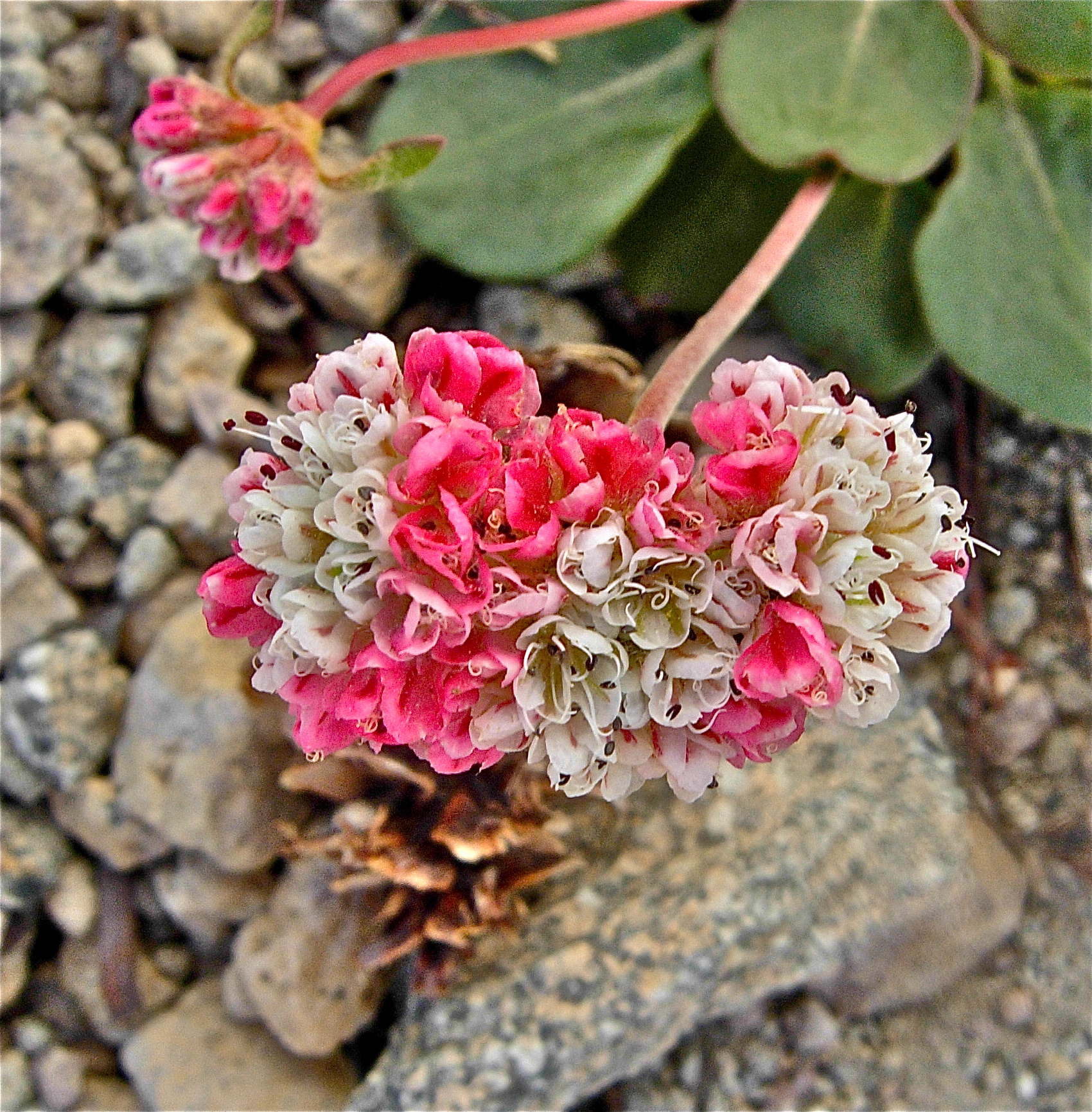 <i>Eriogonum pyrolifolium var. pyrolifolium</i>
