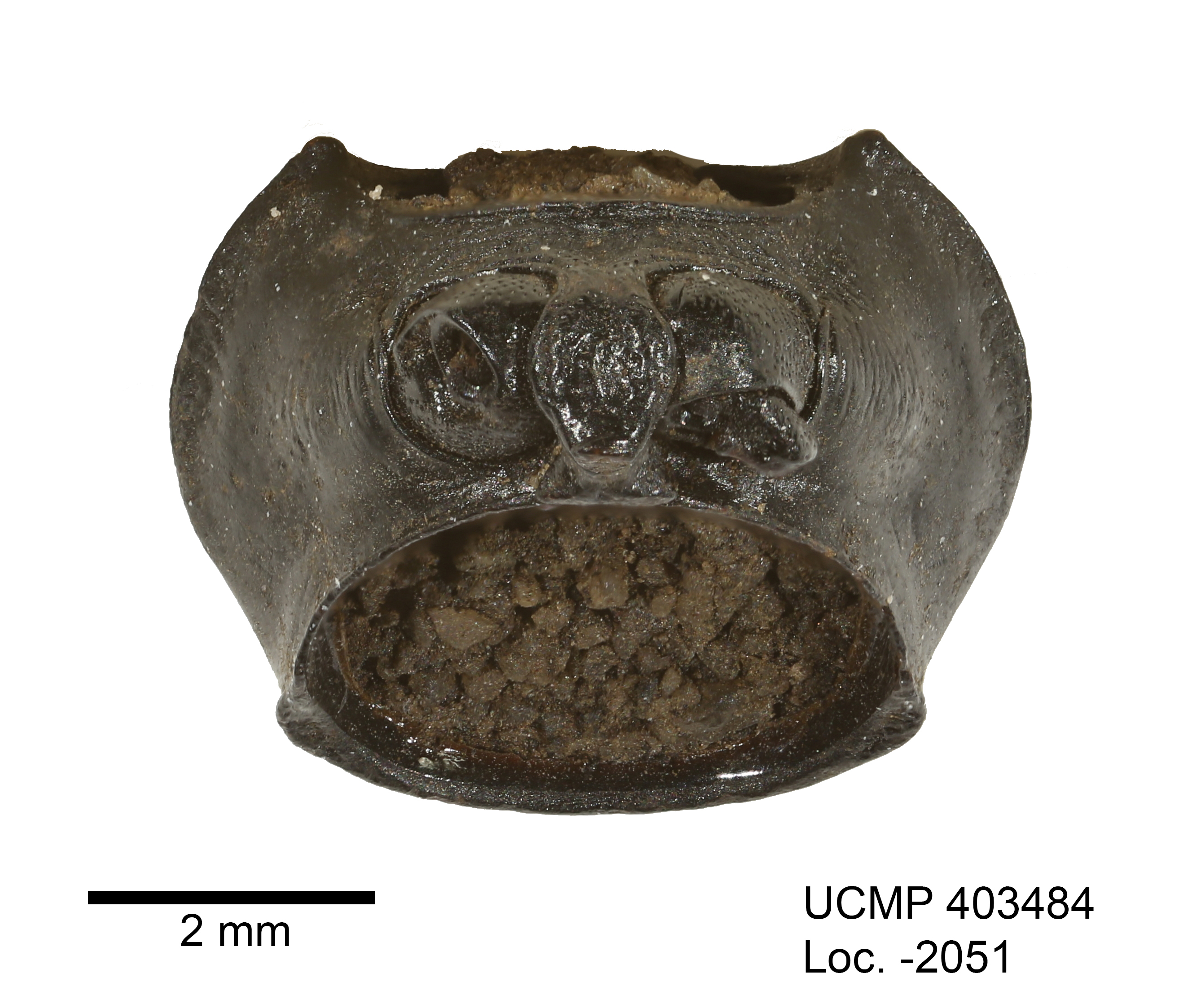 <i>Eleodes acuticaudus</i>