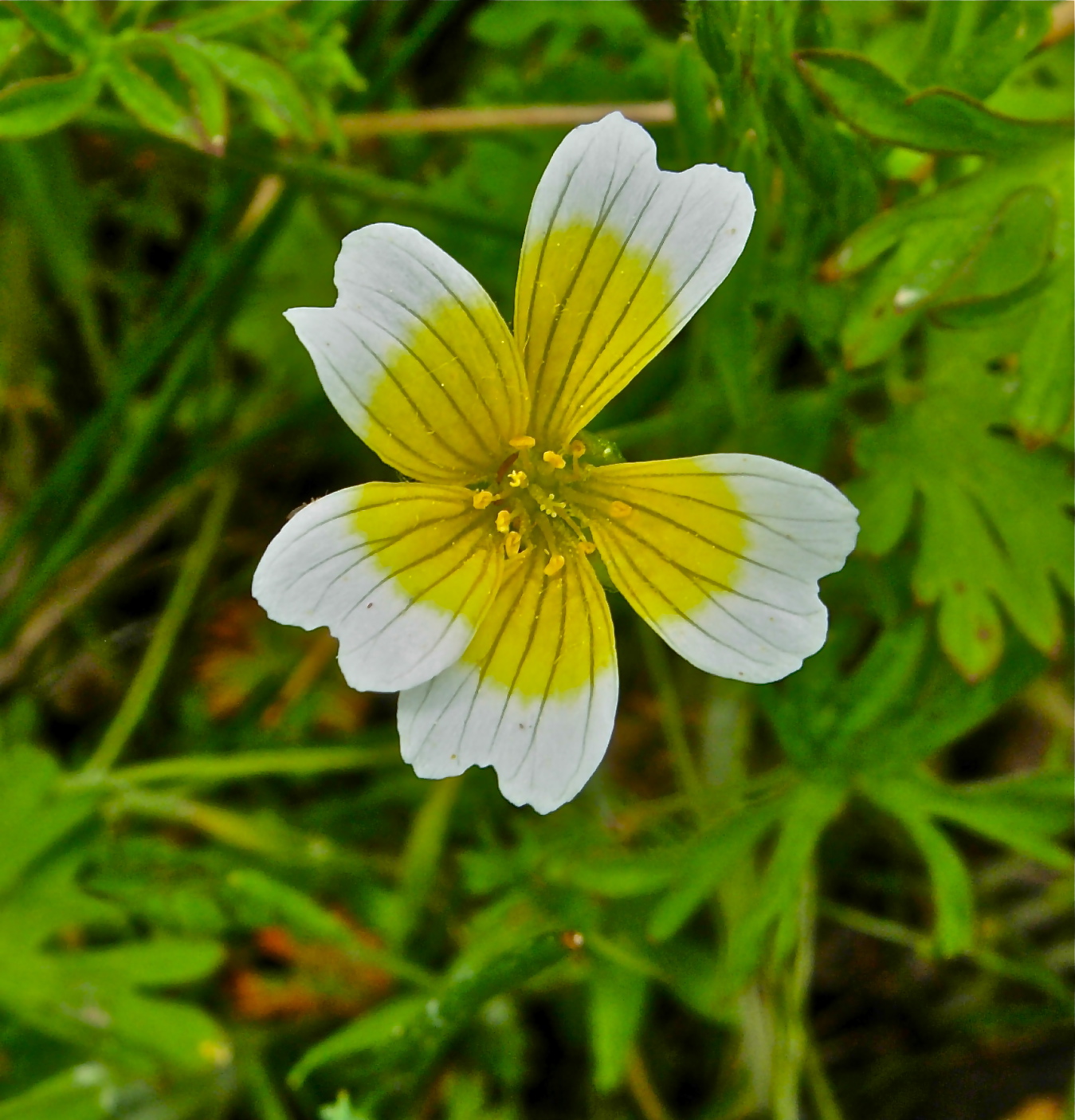 <i>Limnanthes douglasii ssp. douglasii</i>